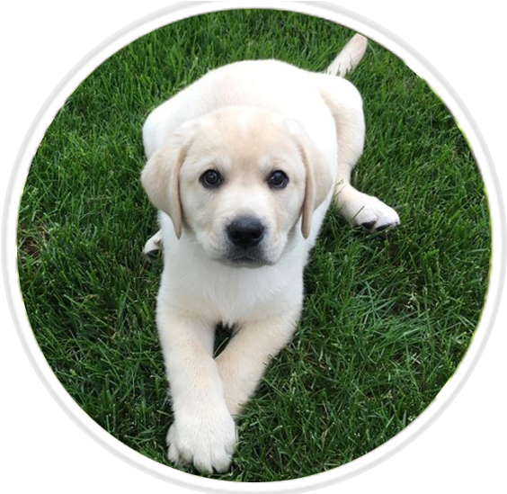 Cute Baby Labrador Retriever Puppy 30 Days Old (37) - Photo #227 -  Picture.lk - Free Stock Photos , Copyright Free & Unlimited Downloads