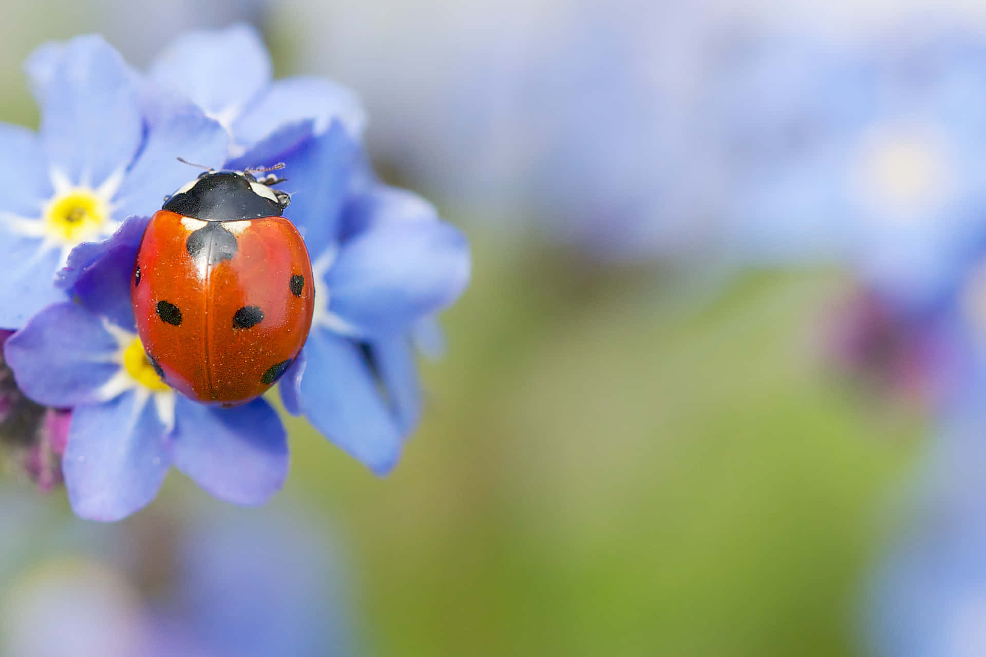 Cute Ladybug Pictures 2048 X 1365 Picture