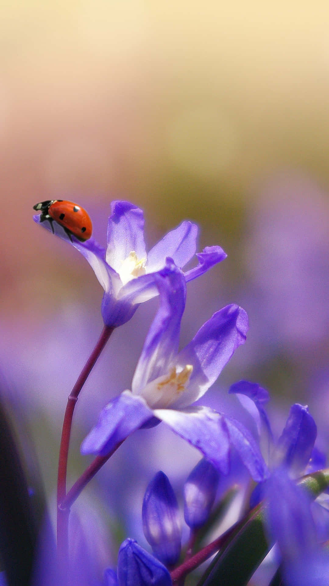 Cute Ladybug Pictures 1440 X 2560 Picture