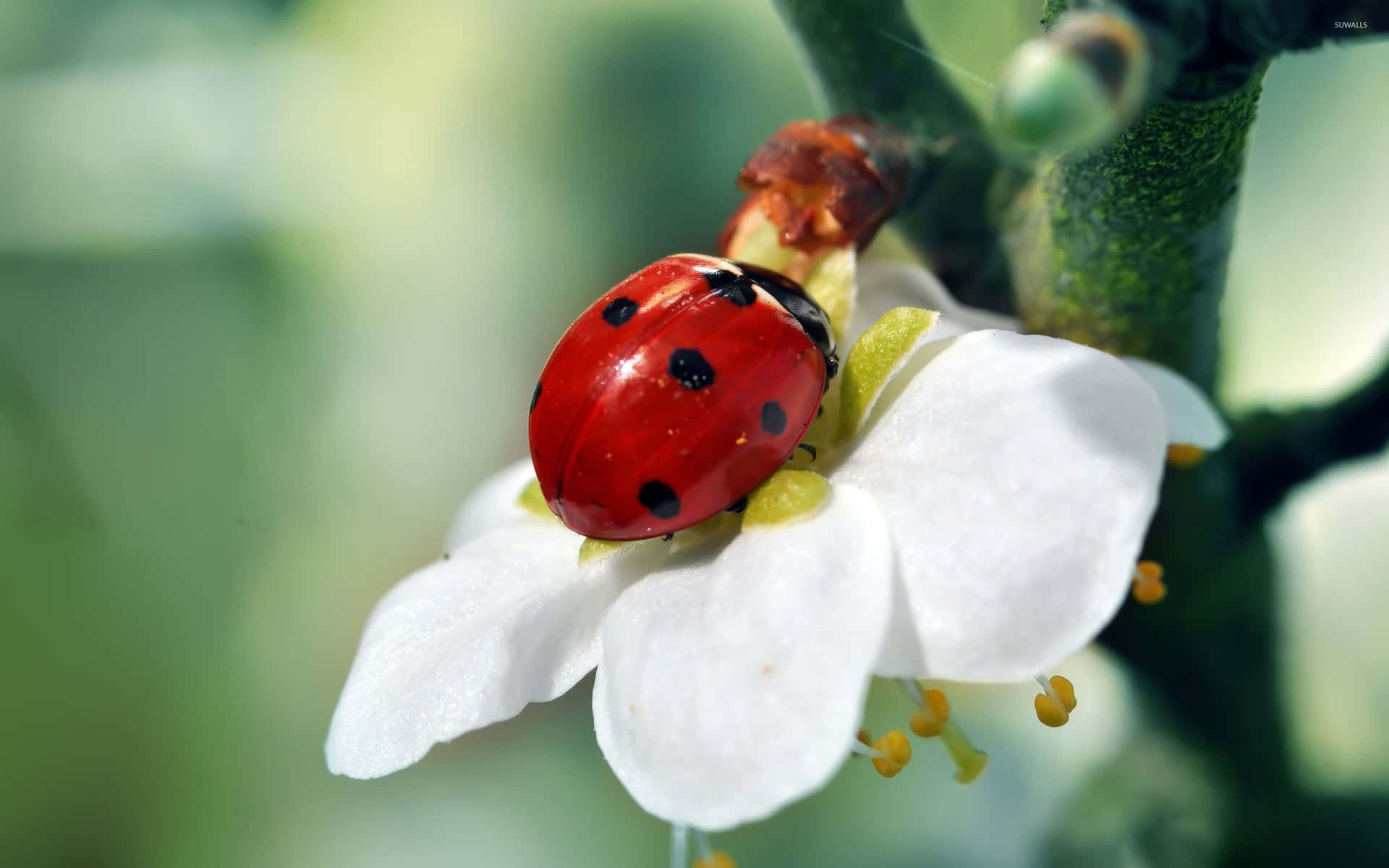 Cute Ladybug Pictures 2560 X 1600 Picture