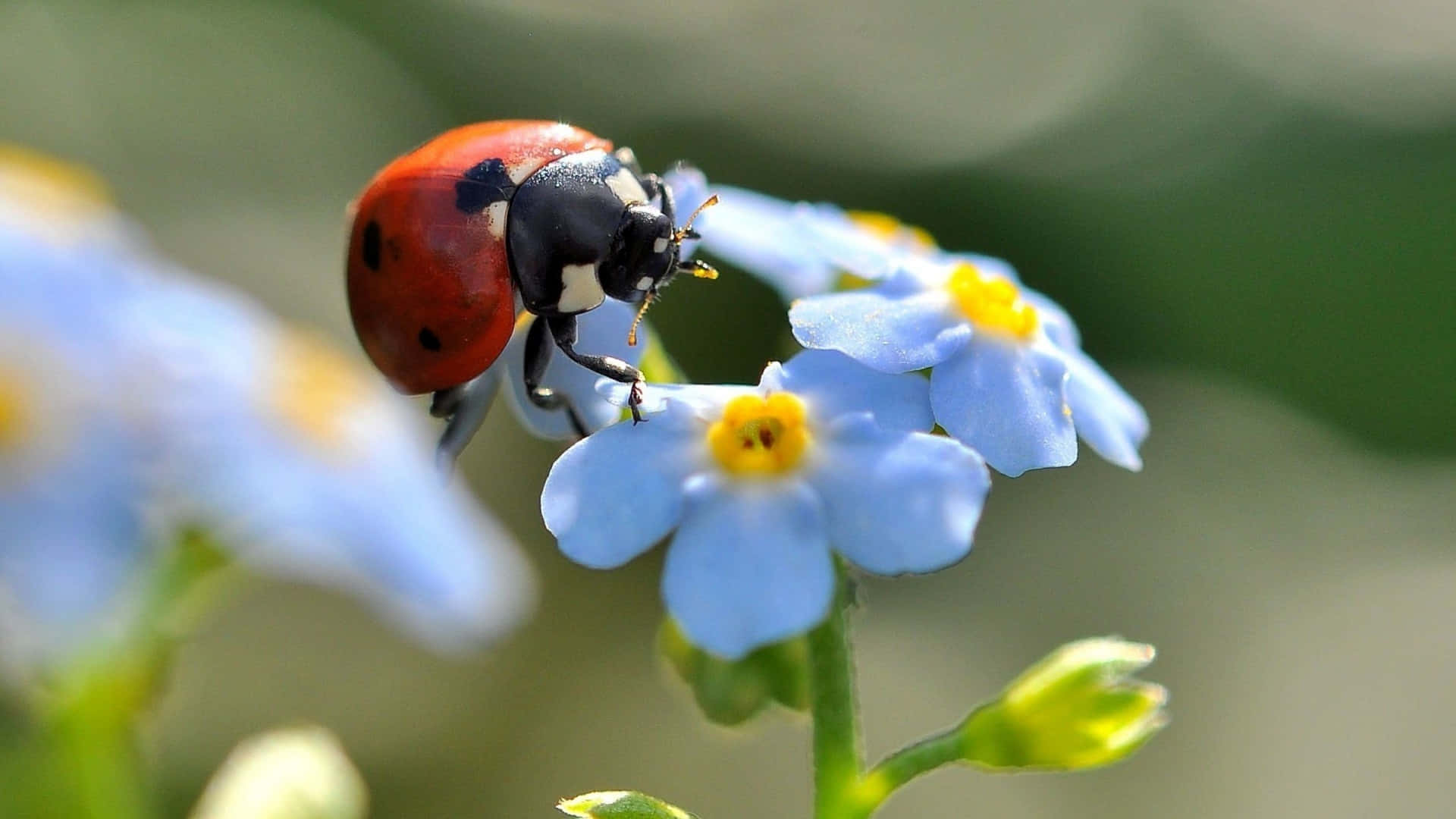 Cute Ladybug Pictures 1920 X 1080 Picture