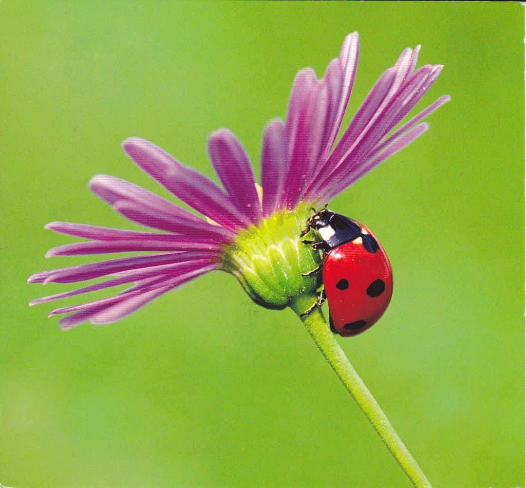 Cute Ladybug Pictures 1024 X 950 Picture