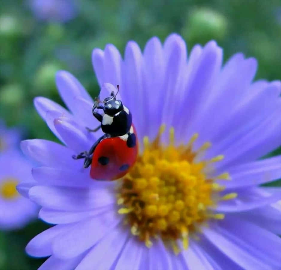Cute Ladybug Pictures 938 X 900 Picture