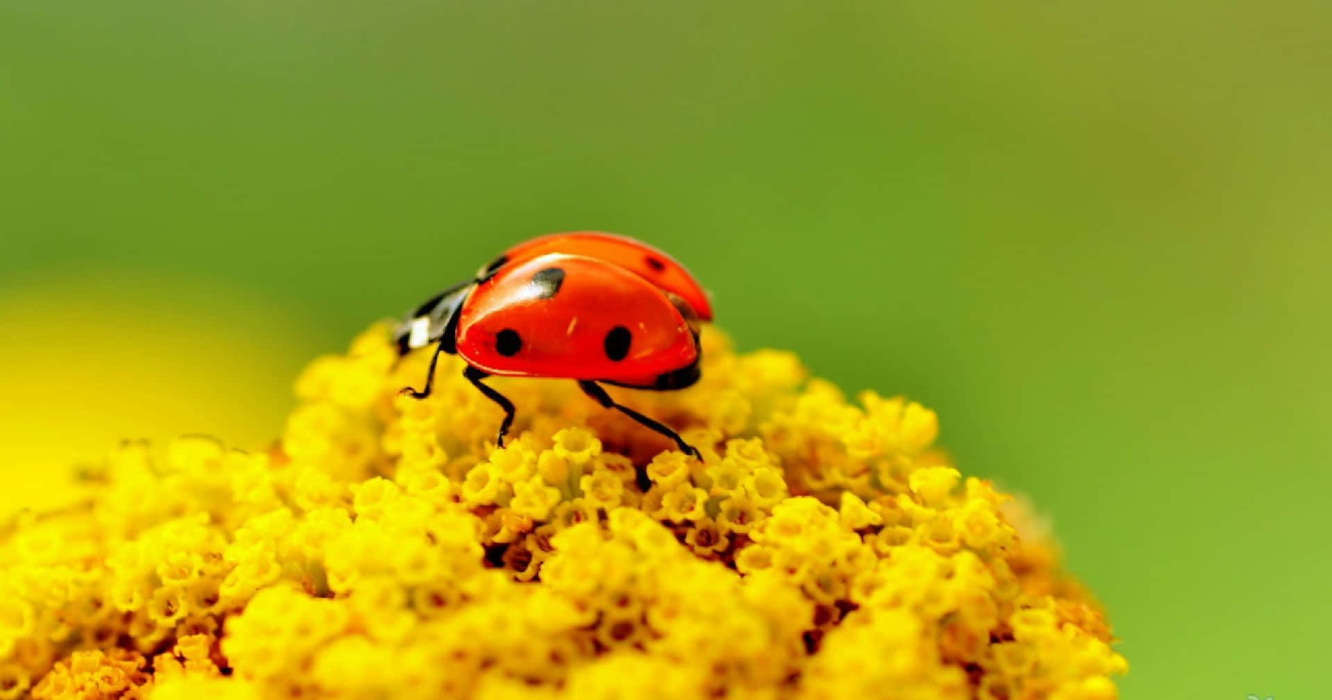 Cute Ladybug Pictures 1920 X 1010 Picture