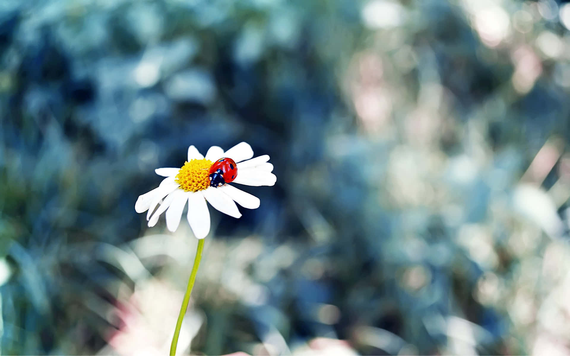 Cute Ladybug Pictures 2560 X 1600 Picture