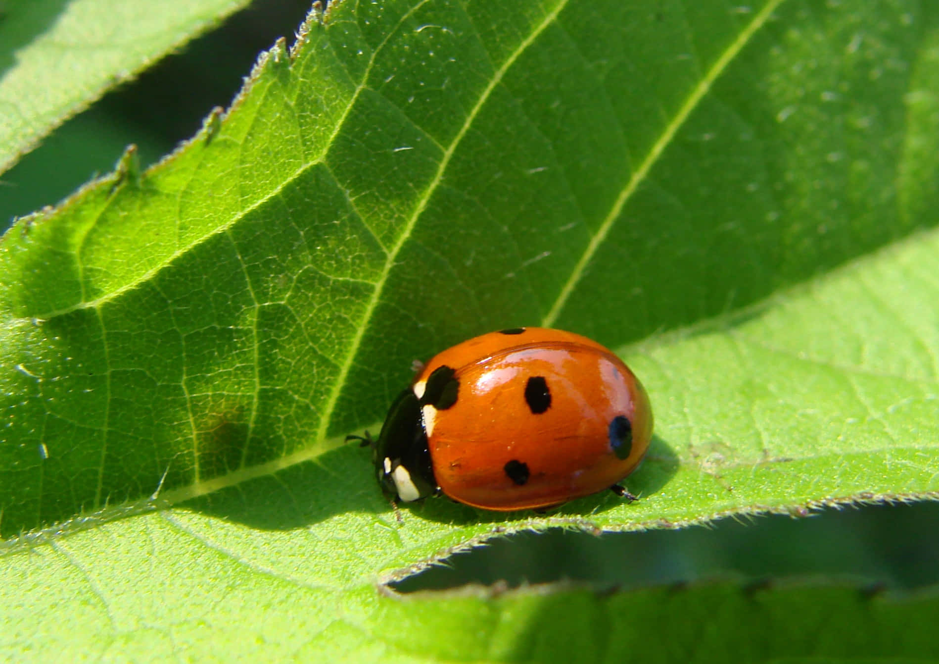 Cute Ladybug Pictures 1898 X 1341 Picture