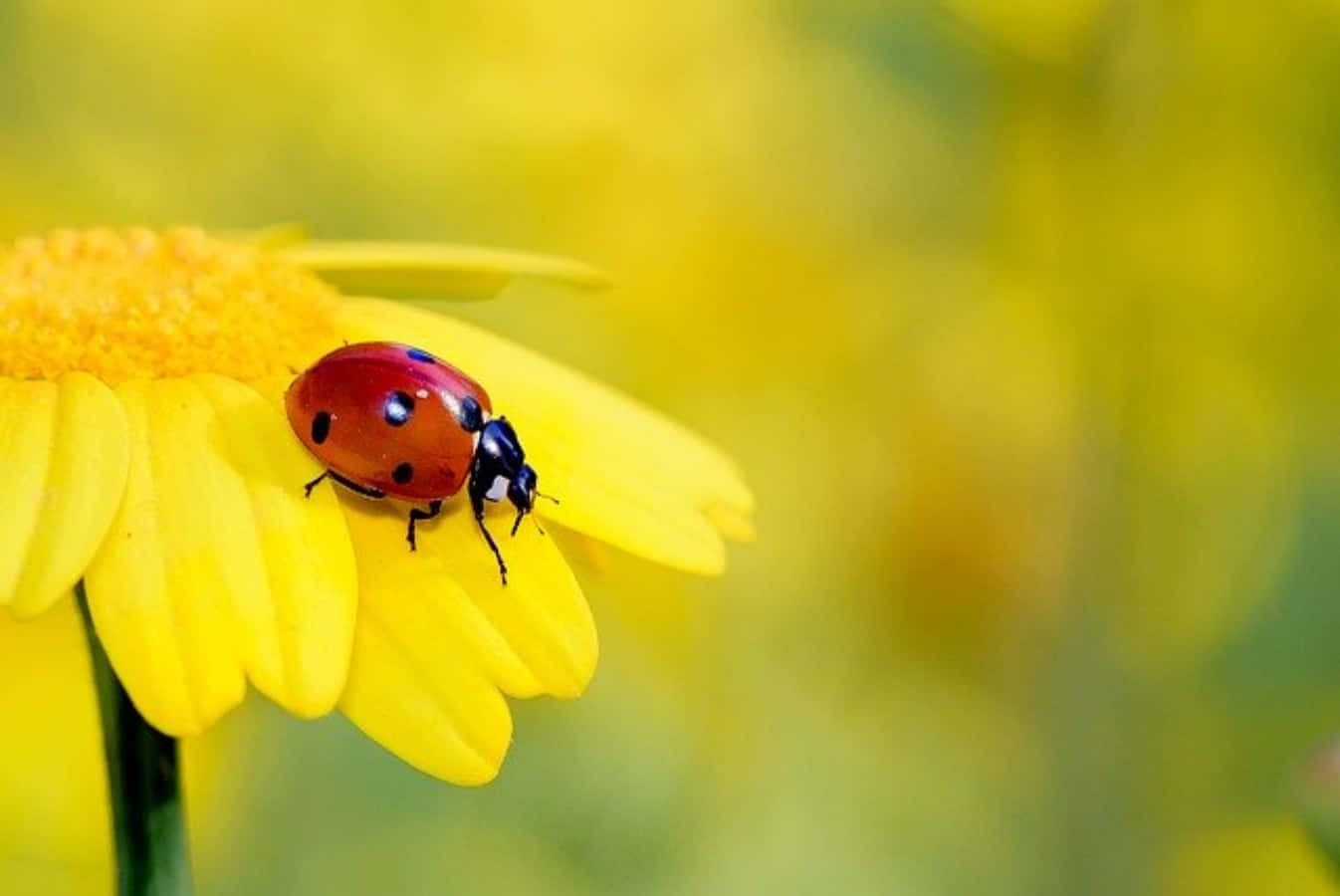 Cute Ladybug Pictures 1346 X 900 Picture