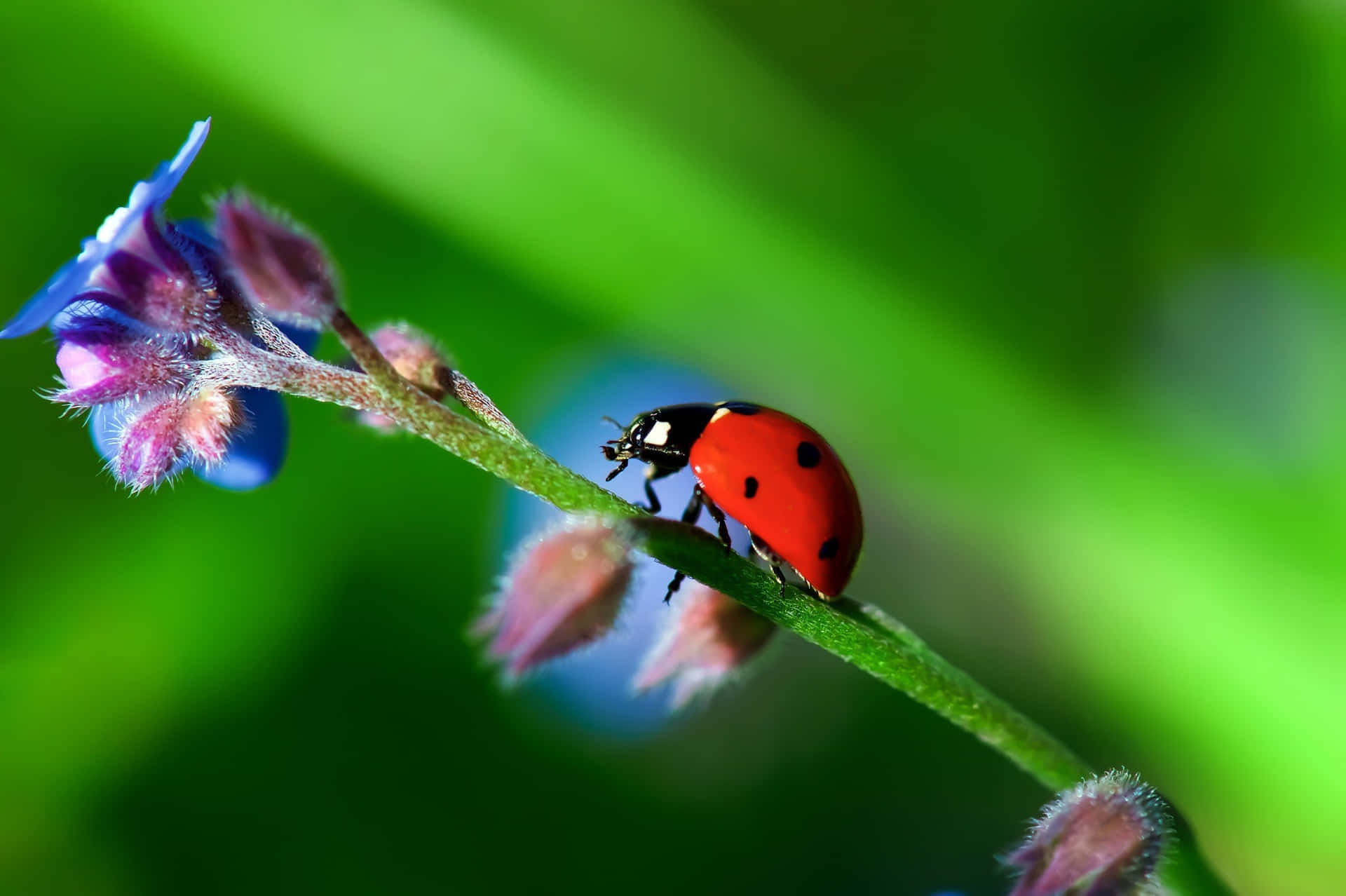 Cute Ladybug Pictures 2048 X 1363 Picture