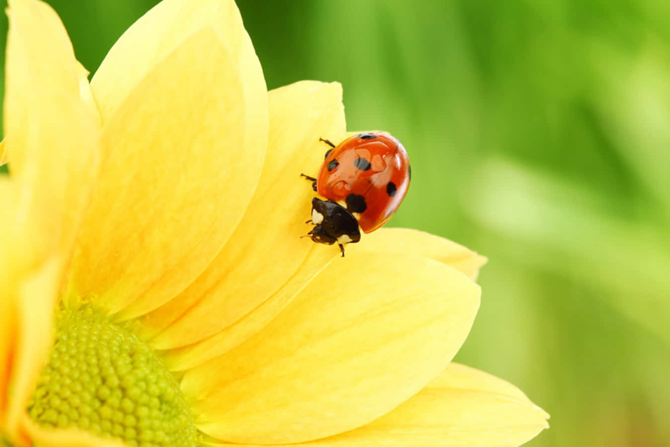 Cute Ladybug Pictures 1349 X 900 Picture