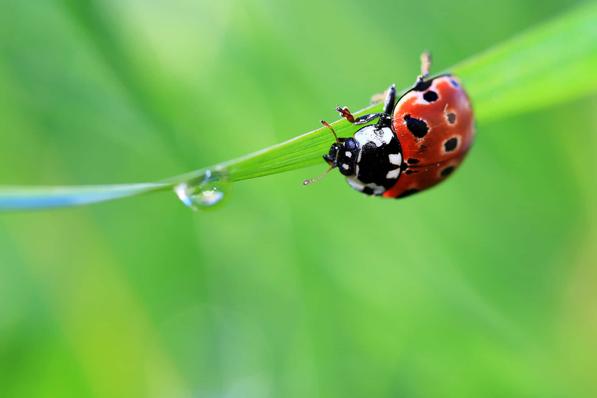 Cute Ladybug Pictures 3481 X 2321 Picture
