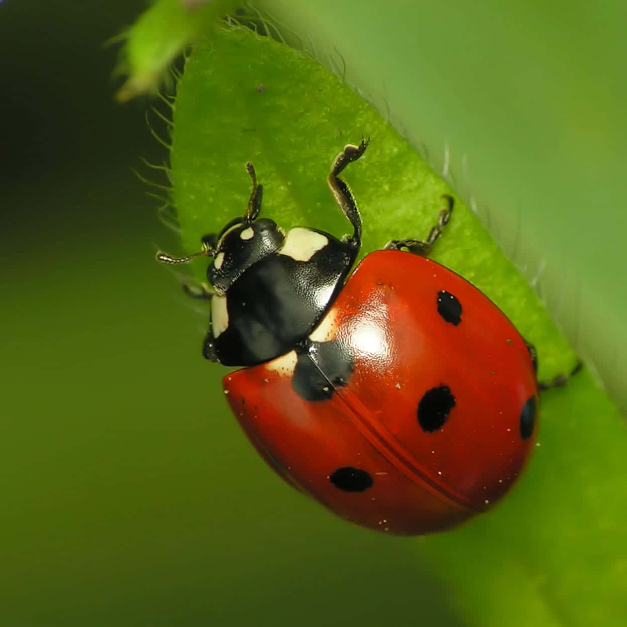 Cute Ladybug Pictures 1248 X 1248 Picture