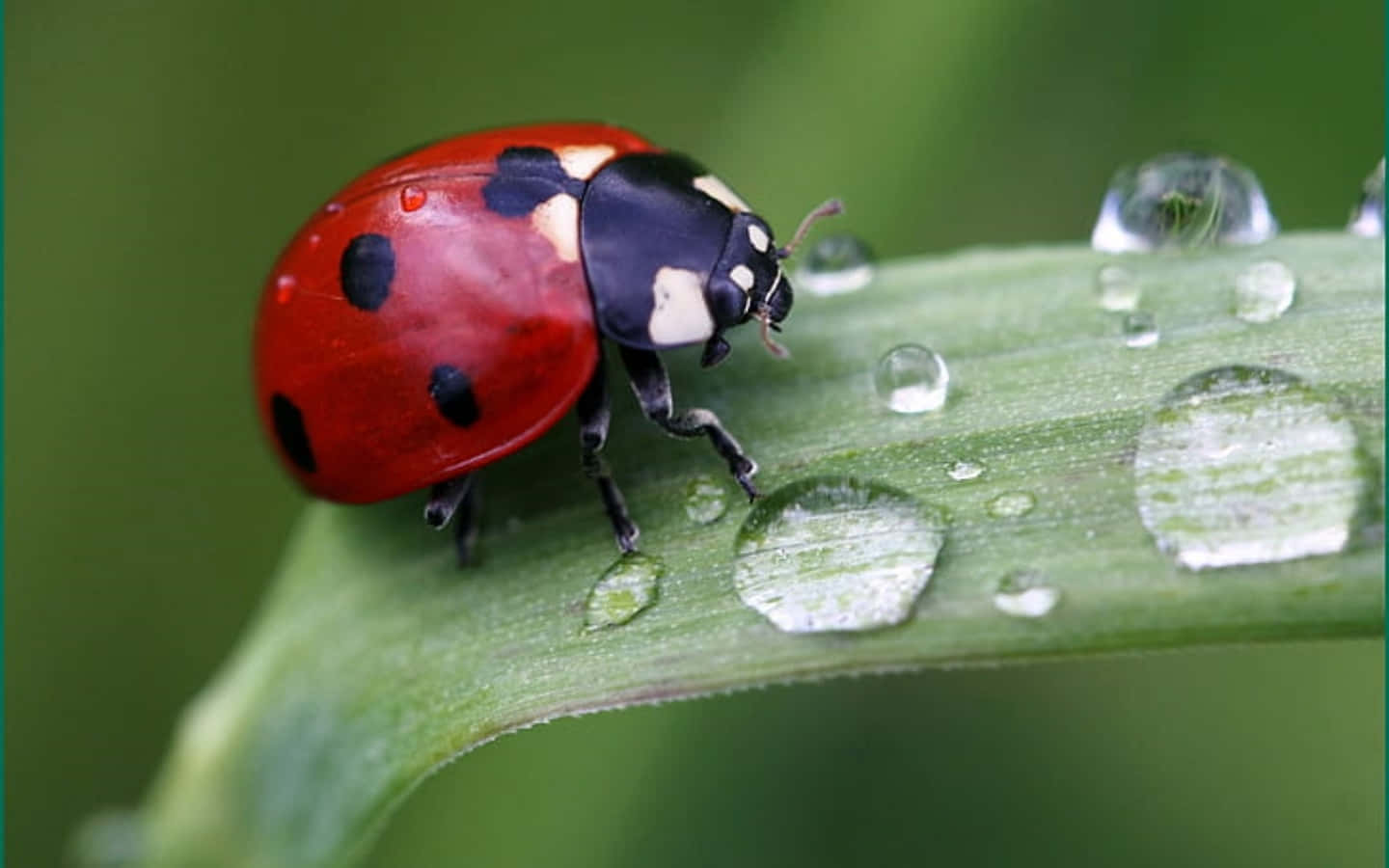 Cute Ladybug Pictures 1440 X 900 Picture