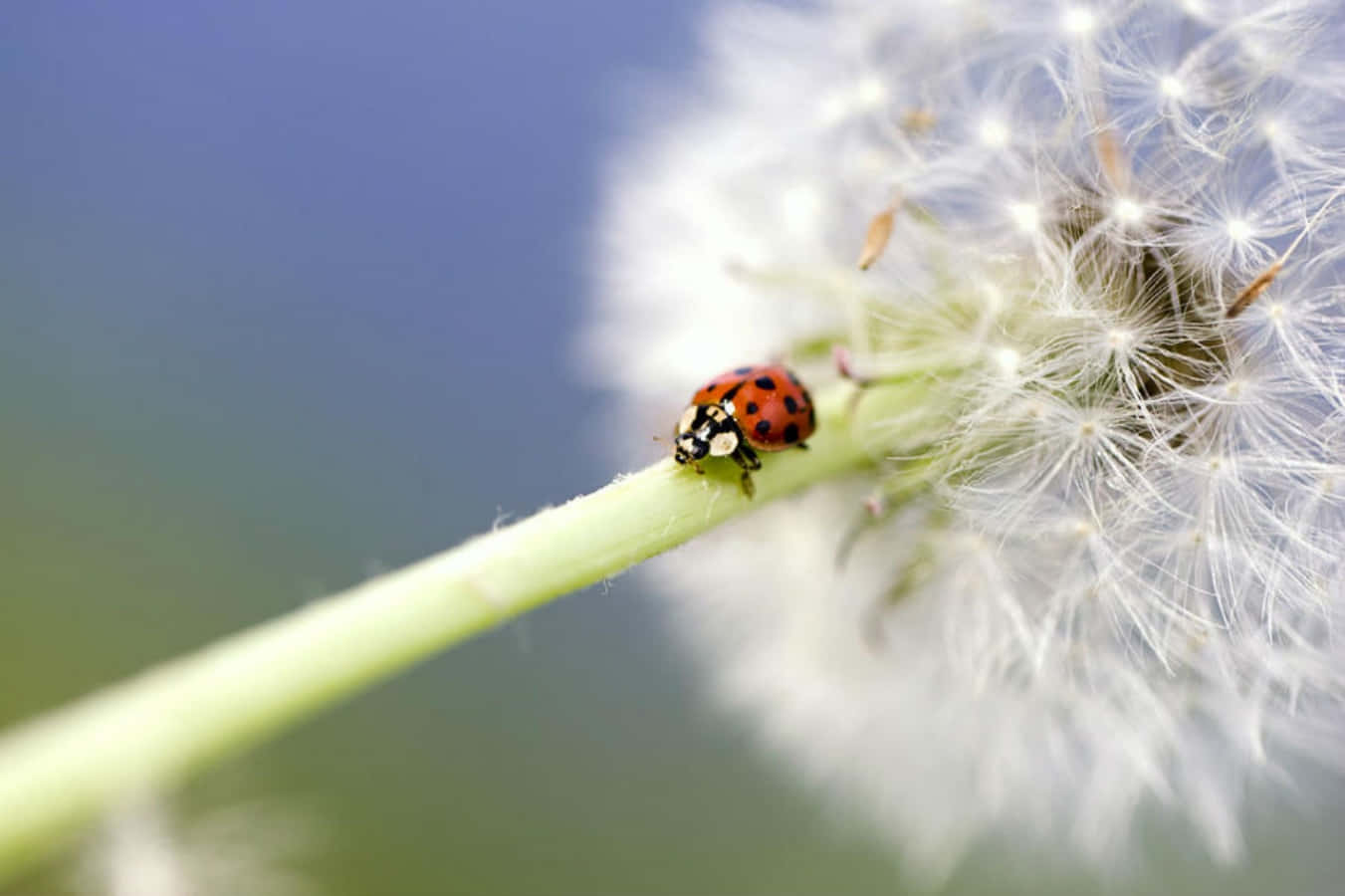 Cute Ladybug Pictures 1351 X 900 Picture