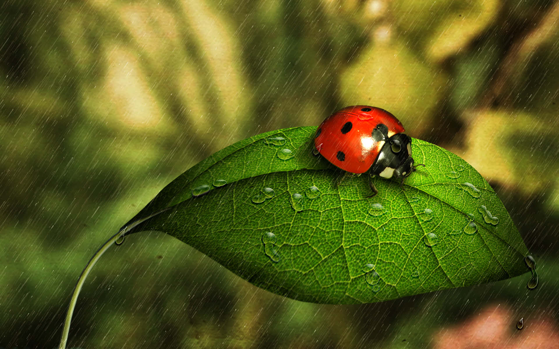 Cute Ladybug Pictures 1920 X 1200 Picture