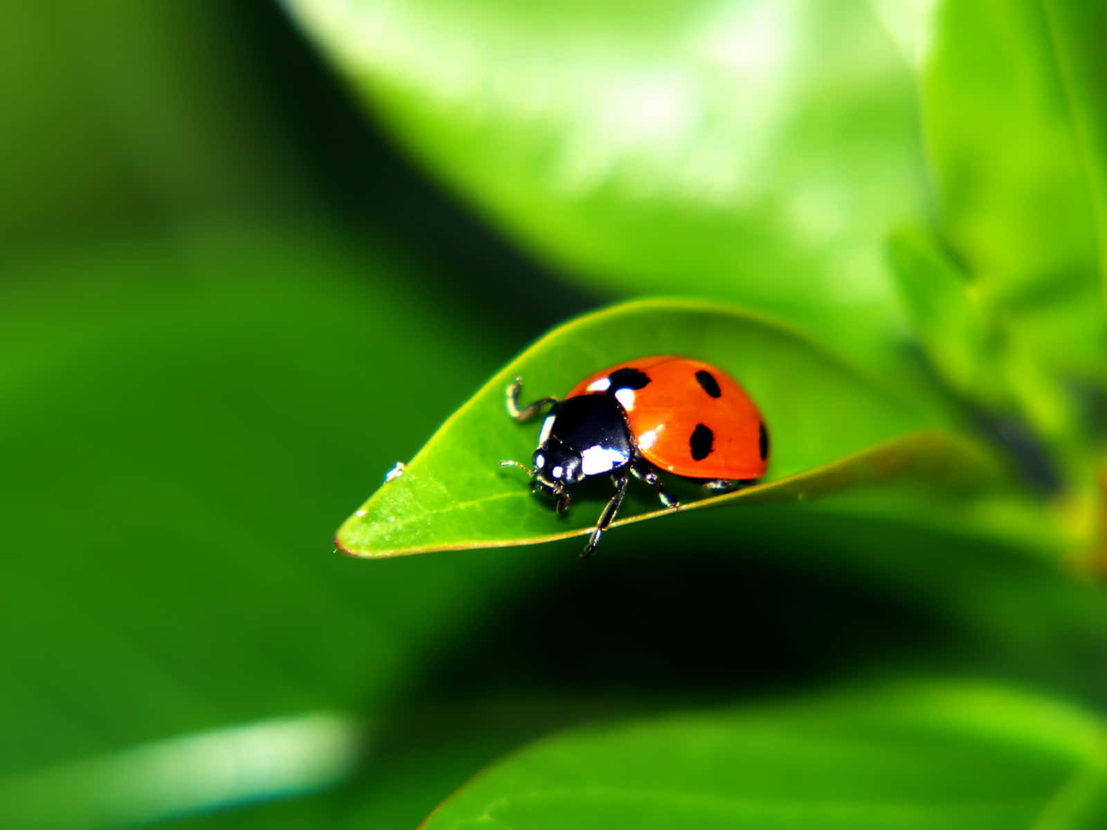 Cute Ladybug Pictures 1600 X 1200 Picture