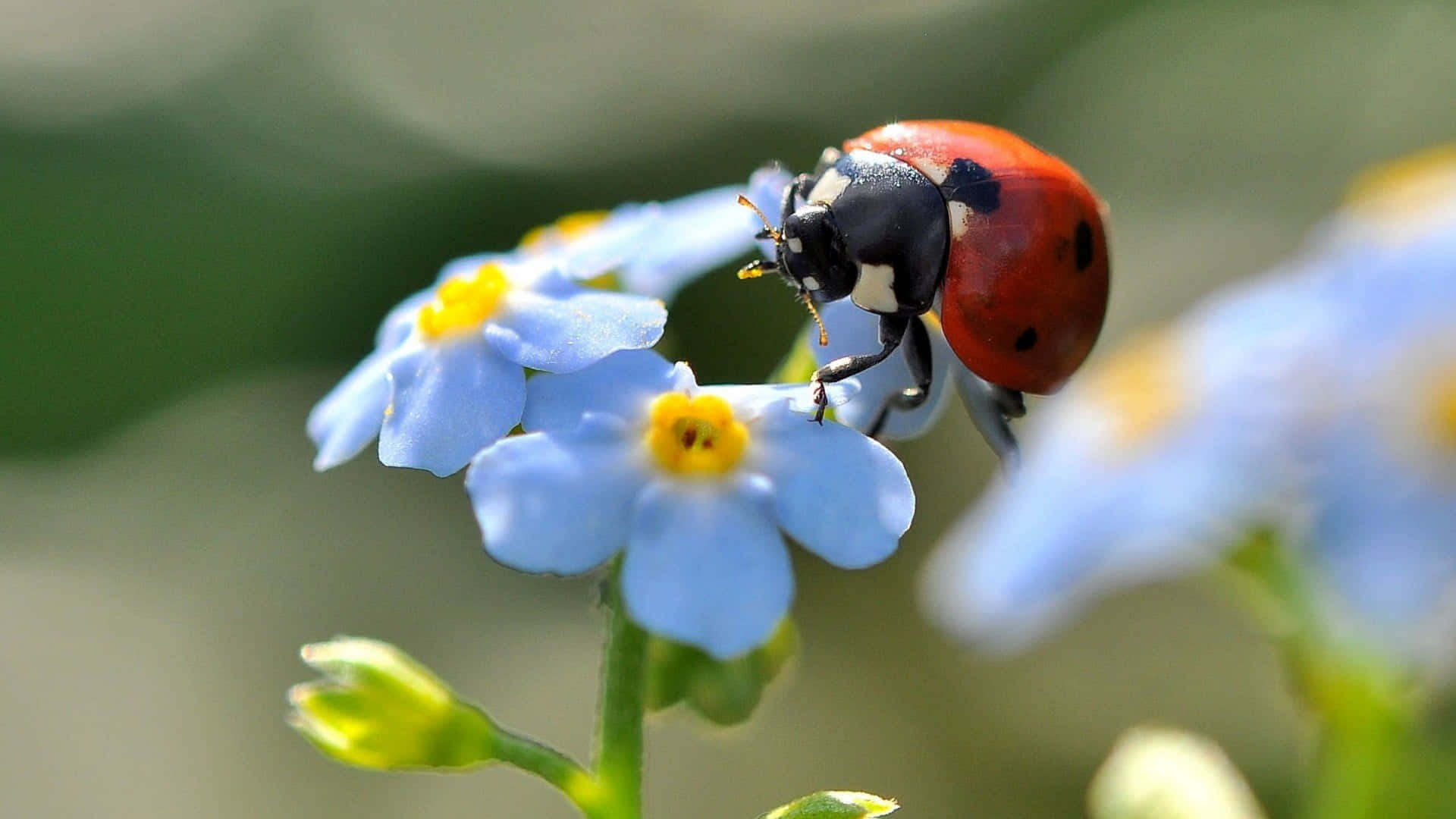 Cute Ladybug Pictures 1920 X 1080 Picture