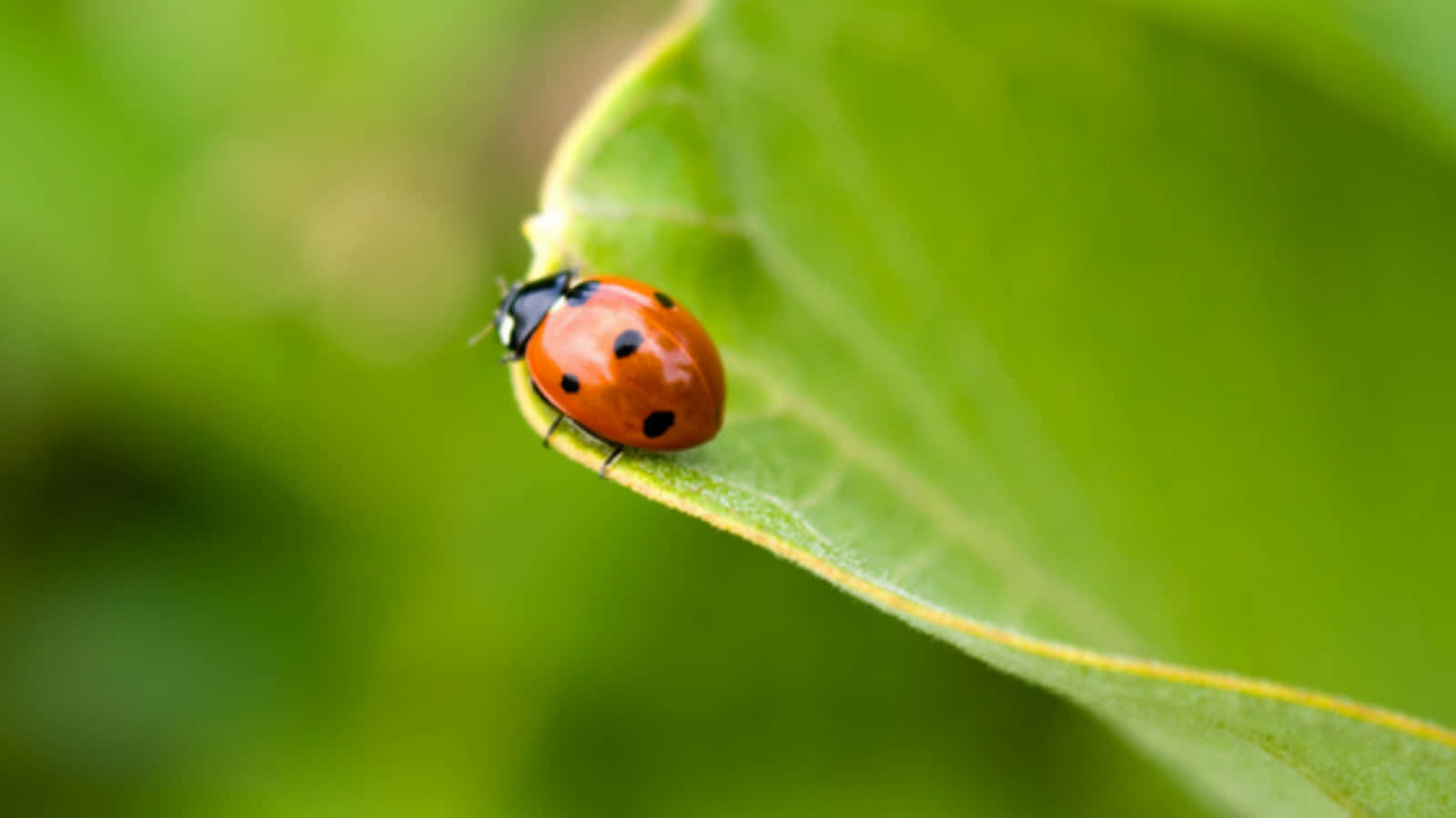 Cute Ladybug Pictures 1600 X 900 Picture