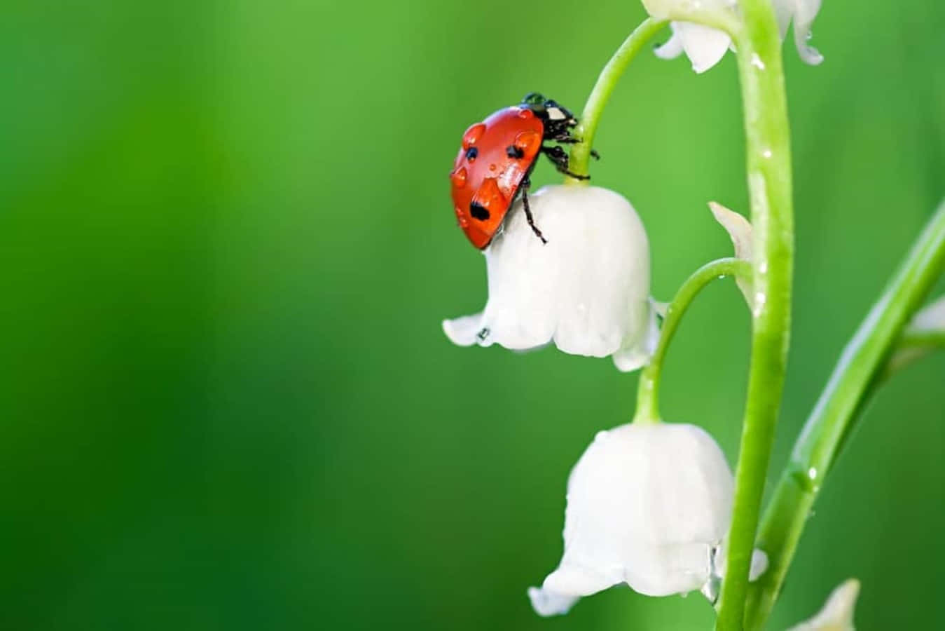 Cute Ladybug Pictures 1349 X 900 Picture