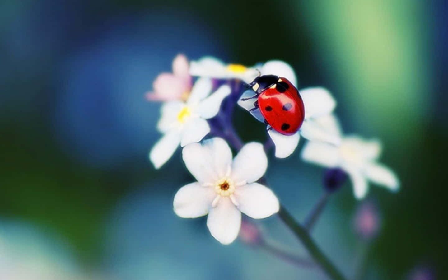 Cute Ladybug Pictures 1440 X 900 Picture