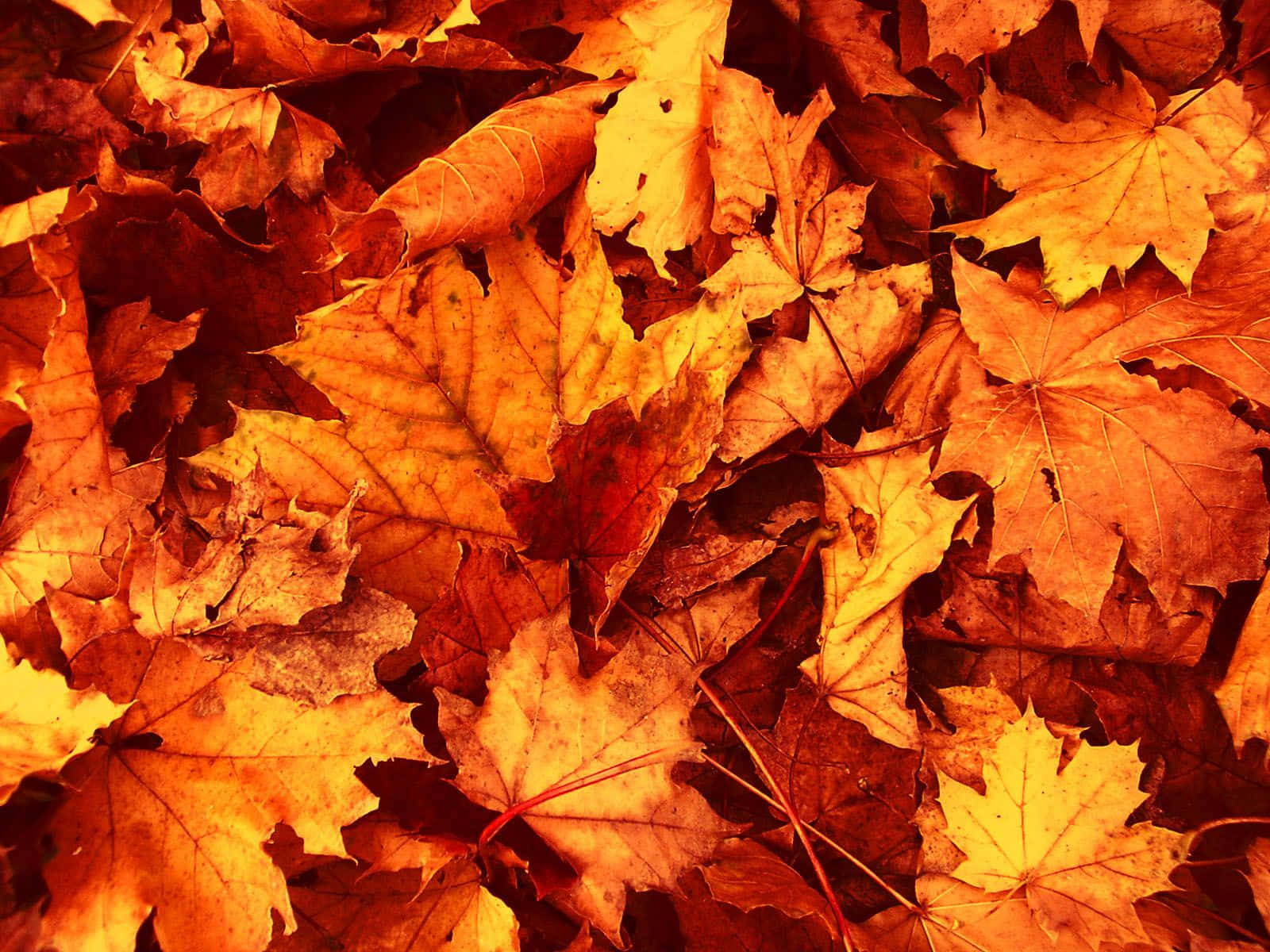 Cute Leaves Dried And Orange Maple Leaves Wallpaper