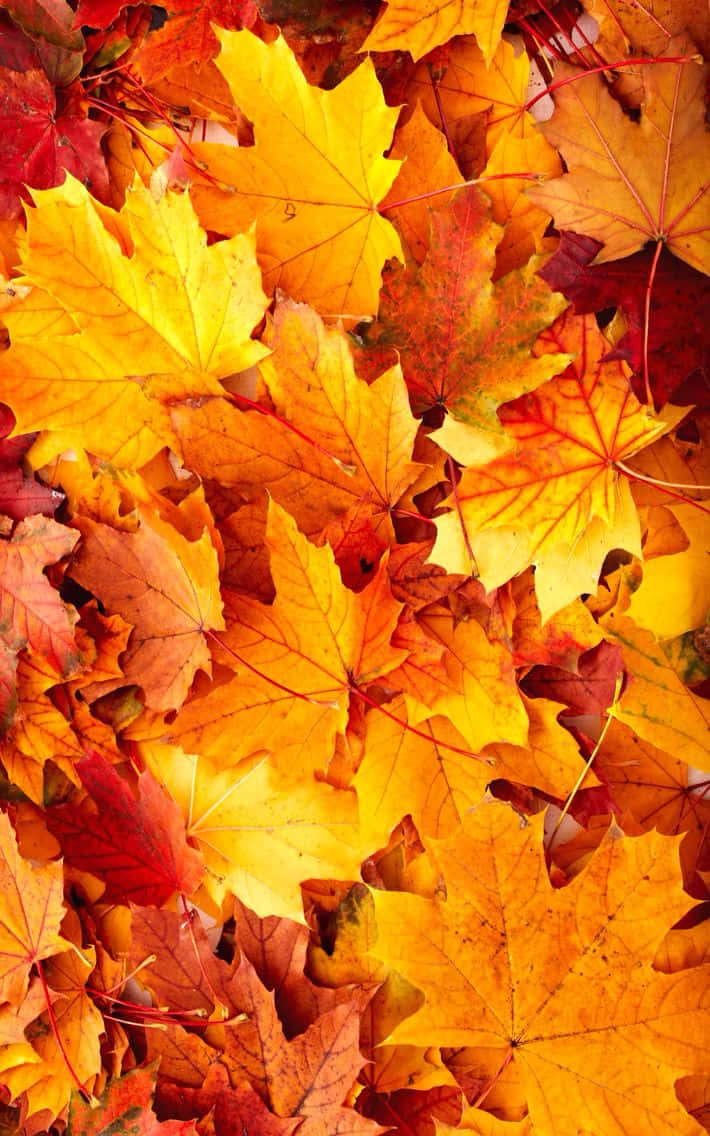 "Breathtakingly vibrant Cute Leaves in the Autumn season" Wallpaper