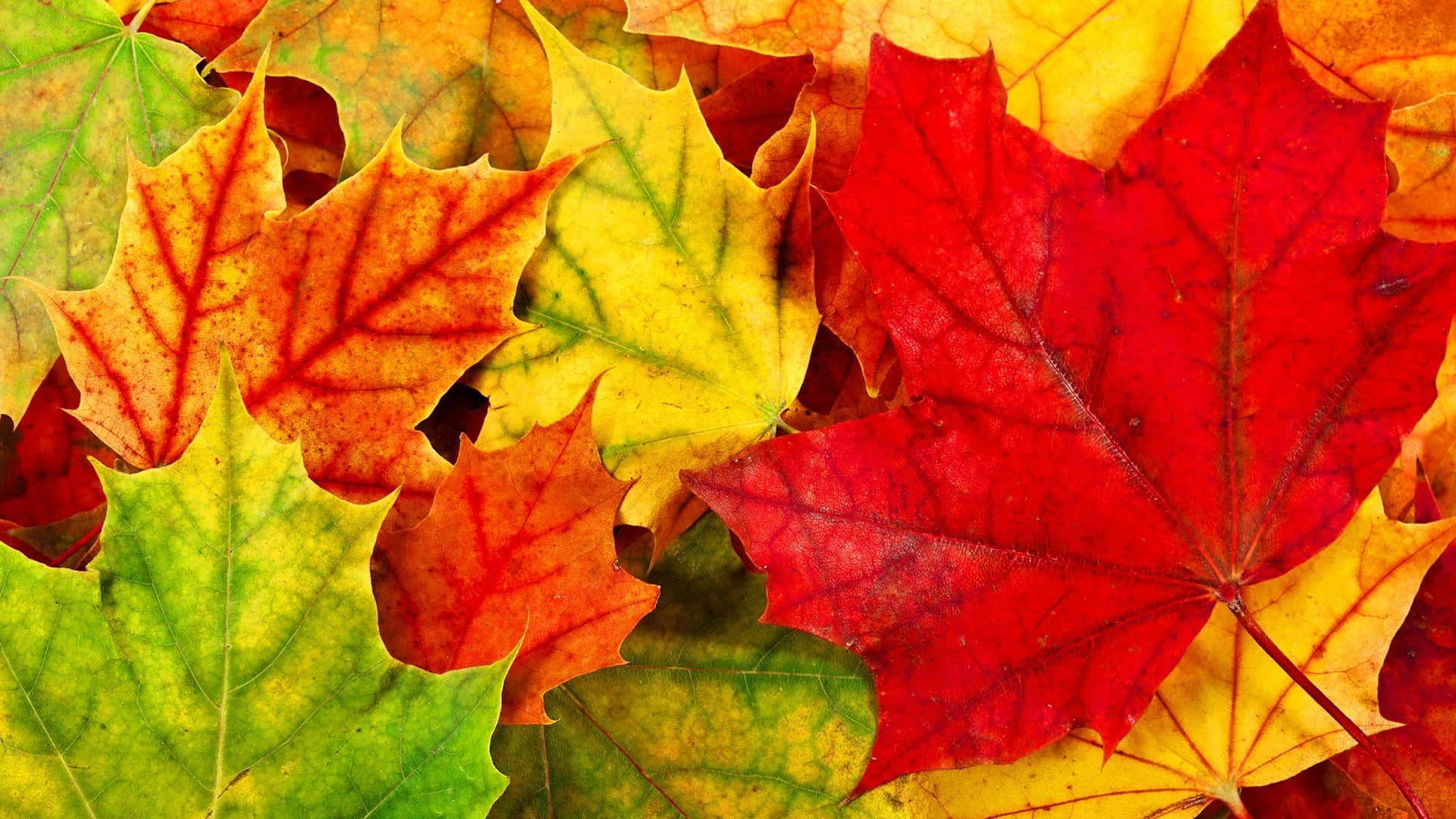 Cute Maple Leaves Assorted Colors Wallpaper