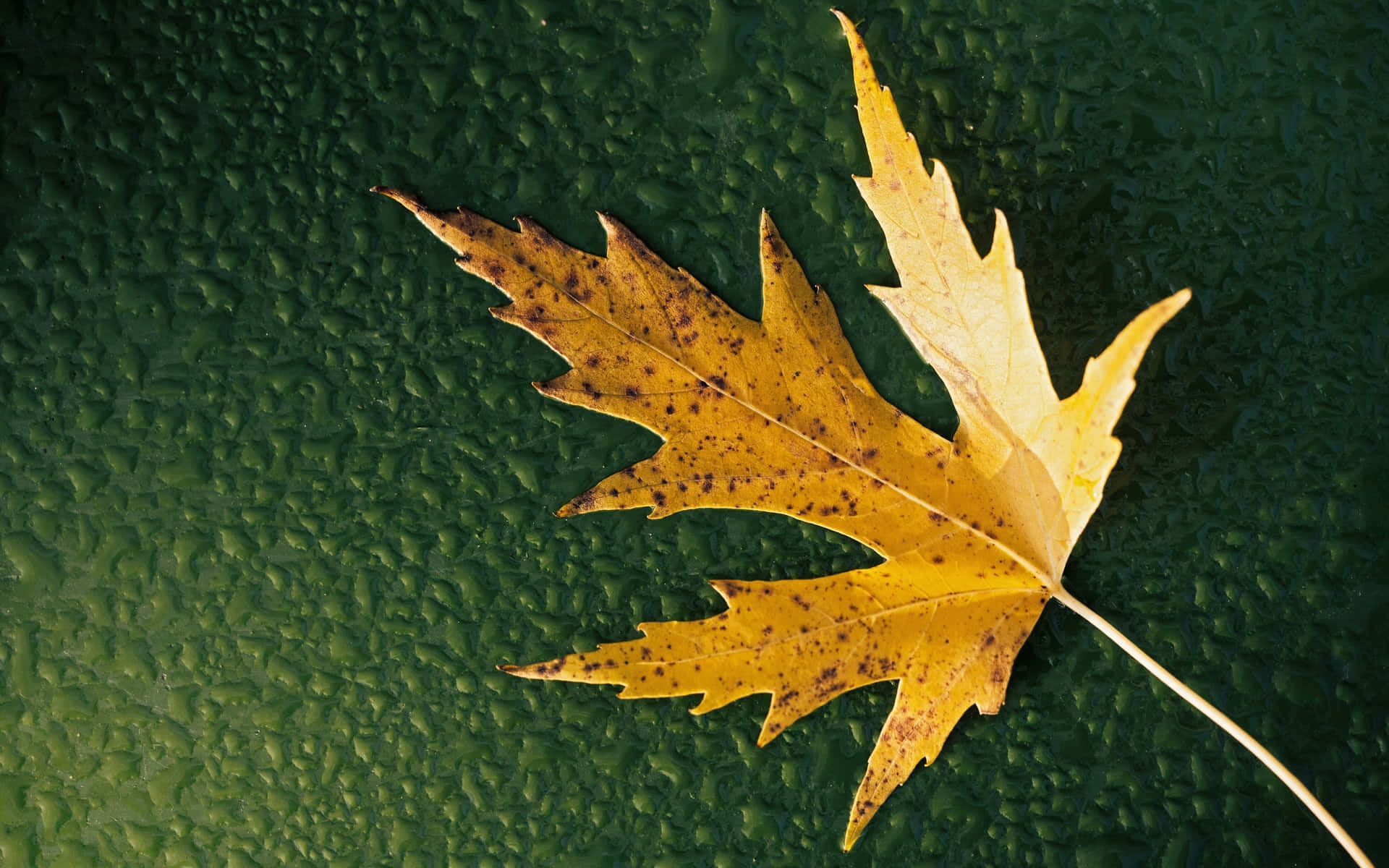 Cute Dry Maple Leaf Wallpaper