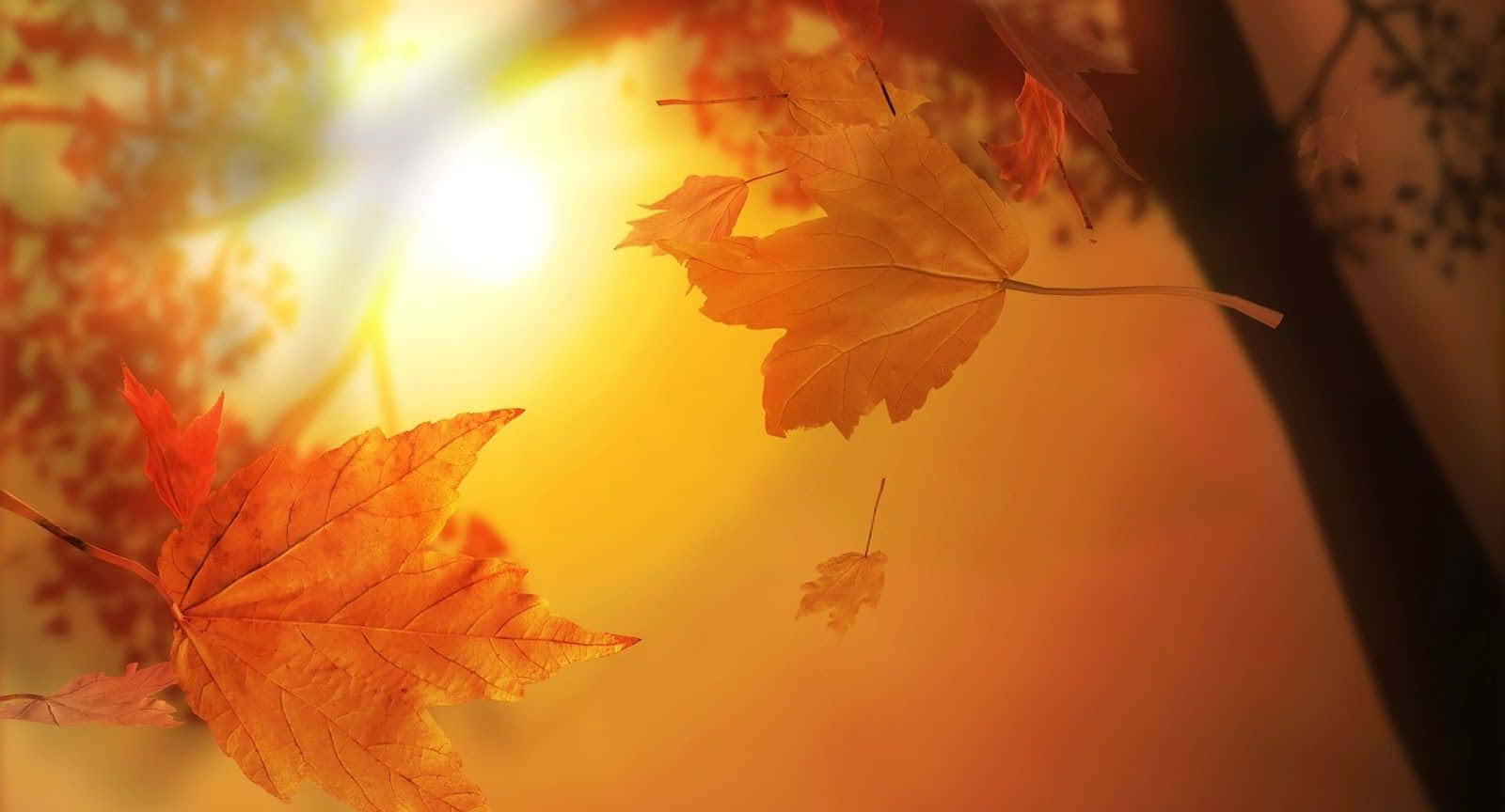 Nyd den detaljerede skønhed af efterårets blade. Wallpaper