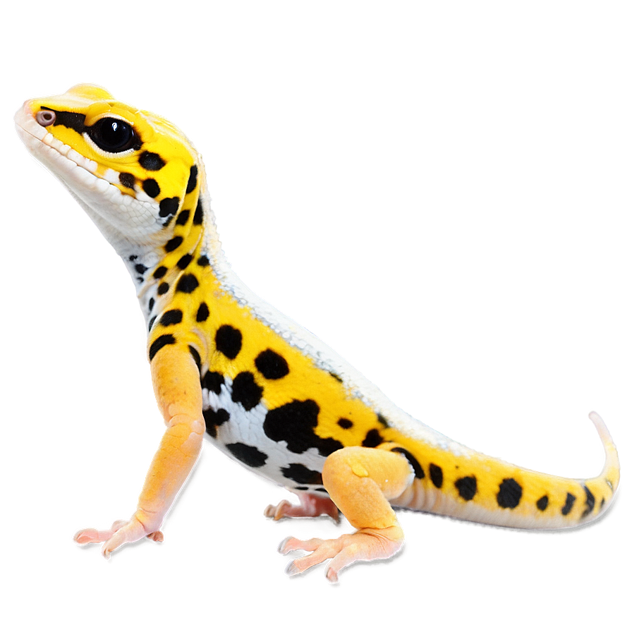 Cute Leopard Gecko Png 06202024 PNG