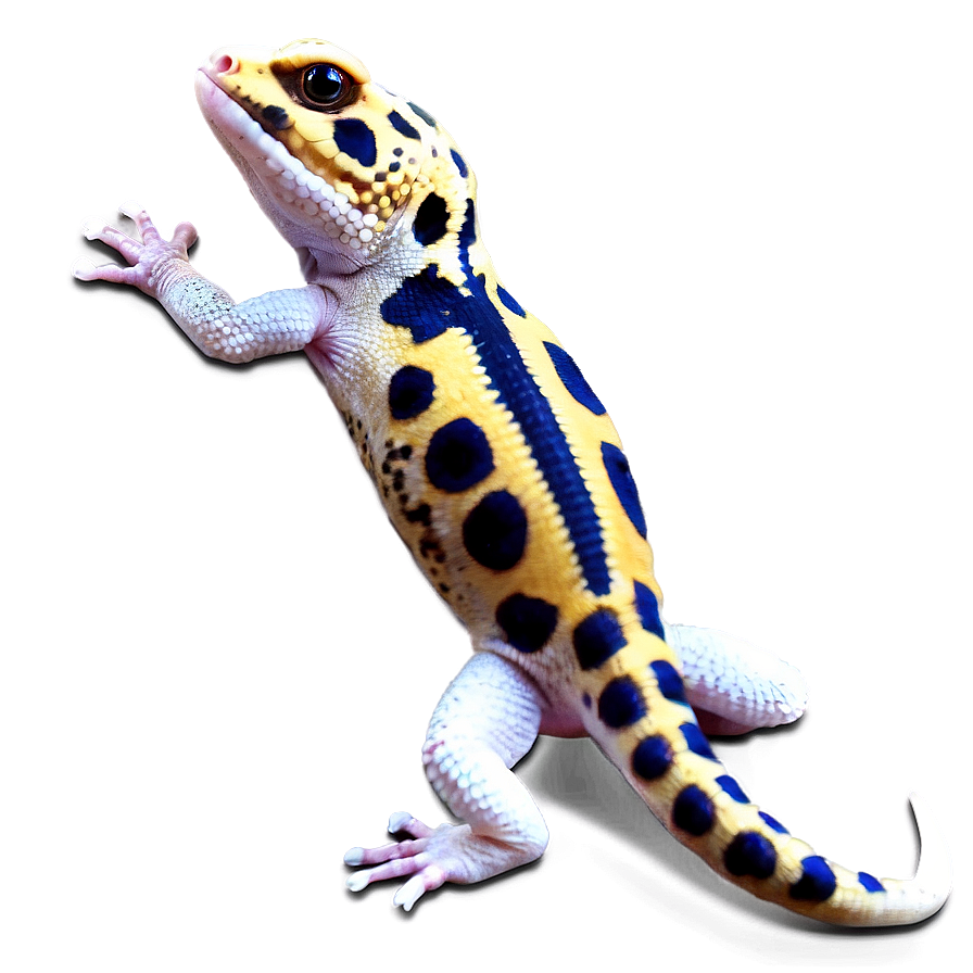 Cute Leopard Gecko Png Omr25 PNG