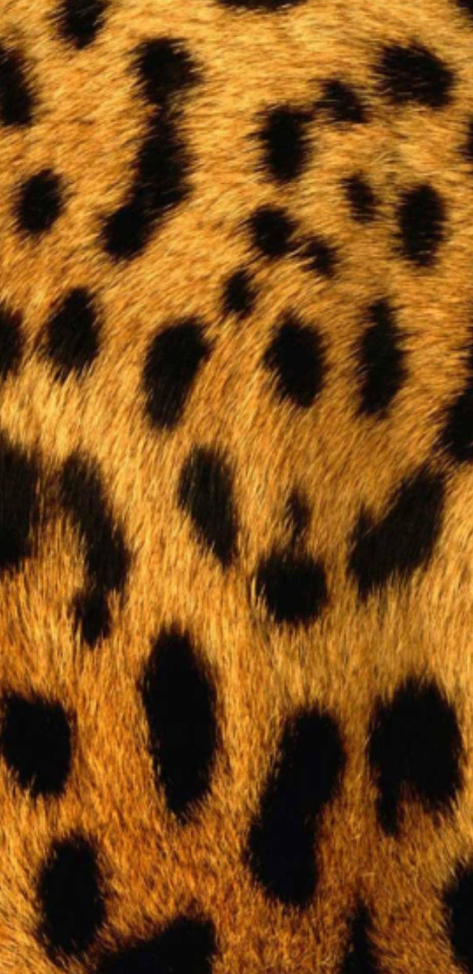 Cute Leopard Print On Leopard’s Skin
