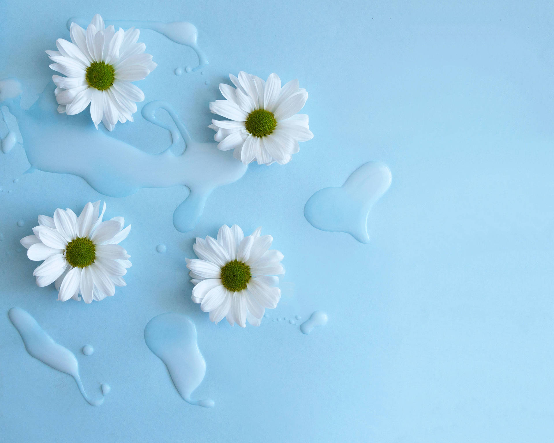 White Daisies On A Blue Background With Water Drops Wallpaper