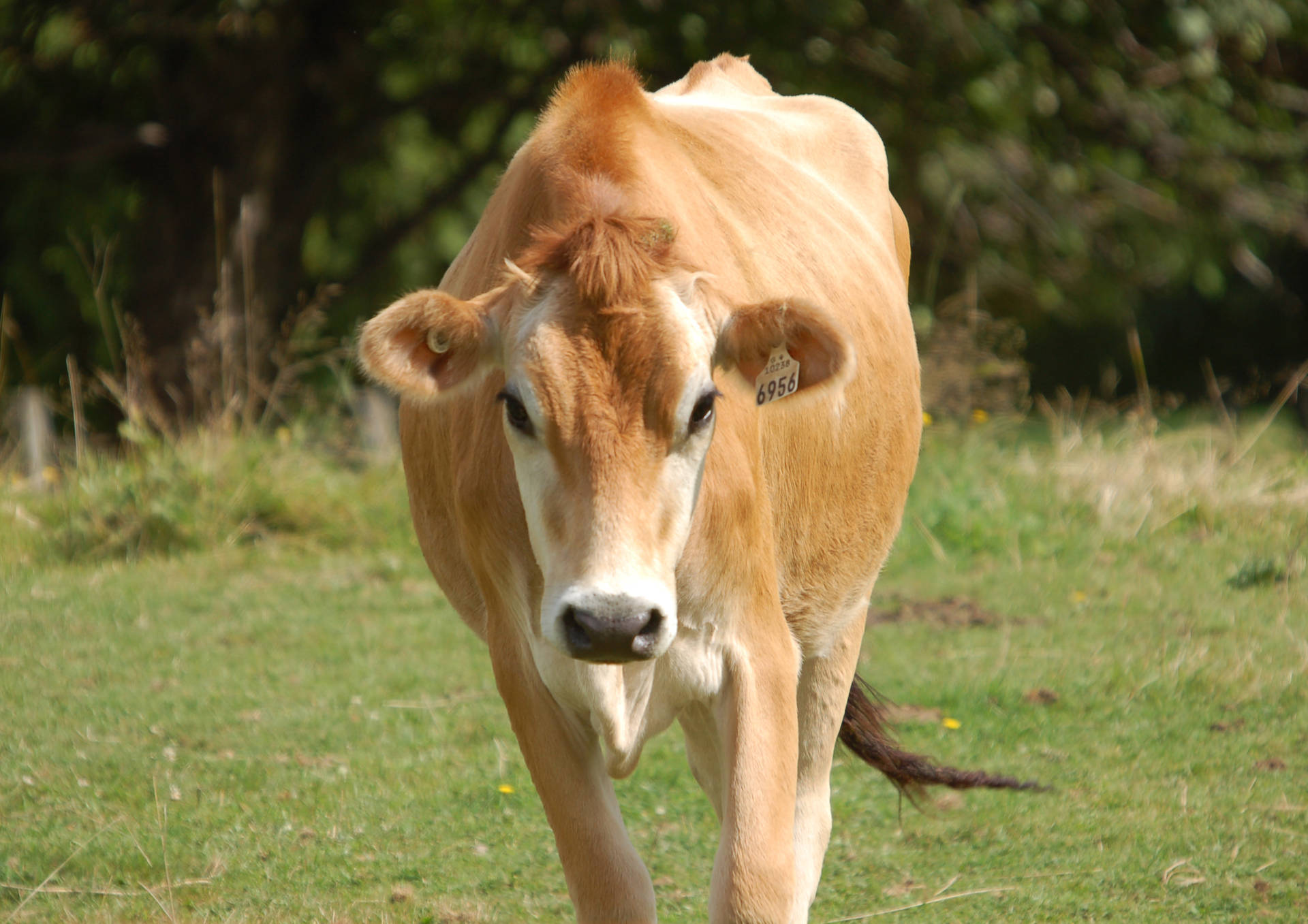 Sød lysebrun ko på græs Wallpaper