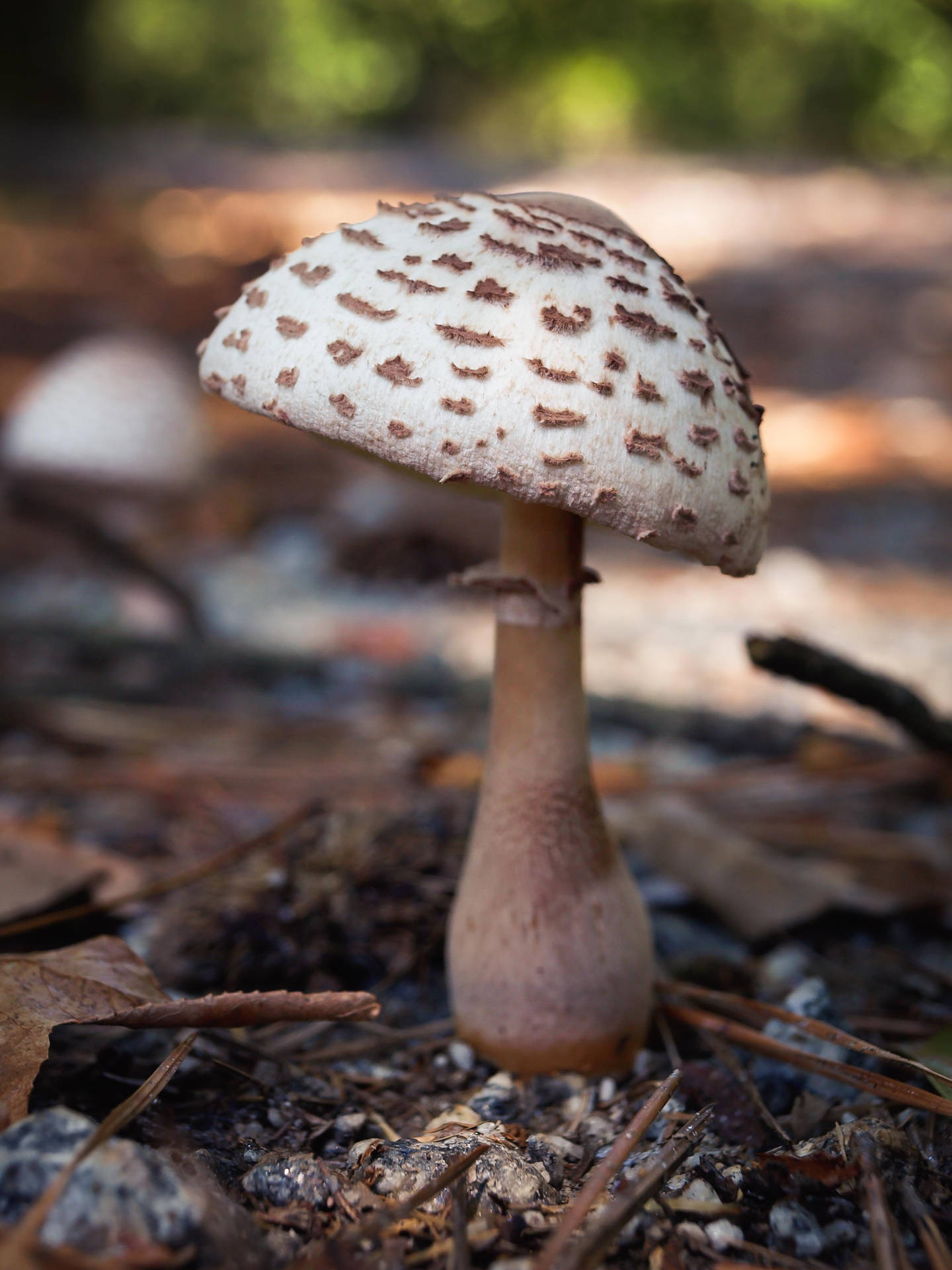 Cute Light Brown Mushroom In Soil