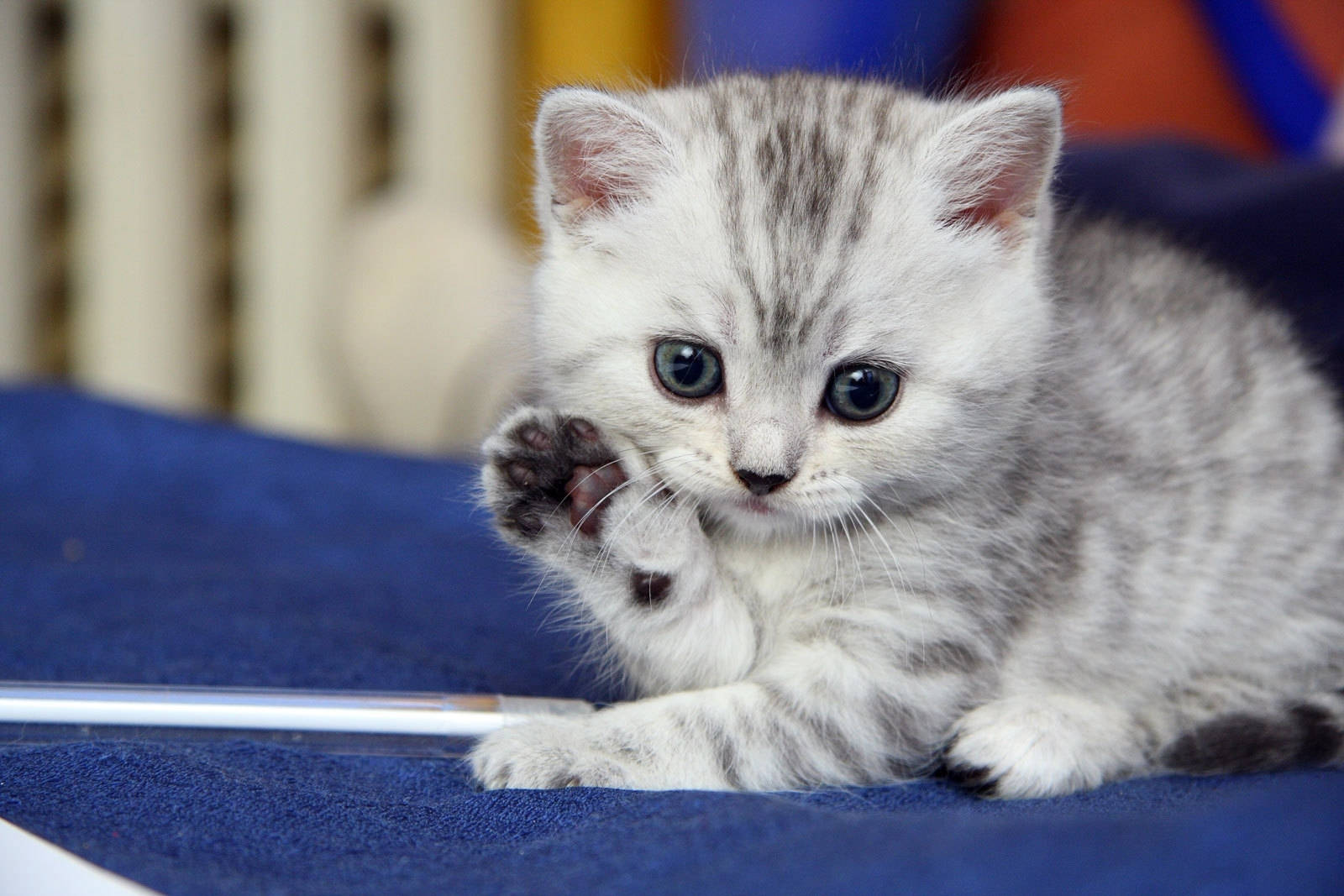 Gray Kitten Enjoys Happy Playtime Wallpaper