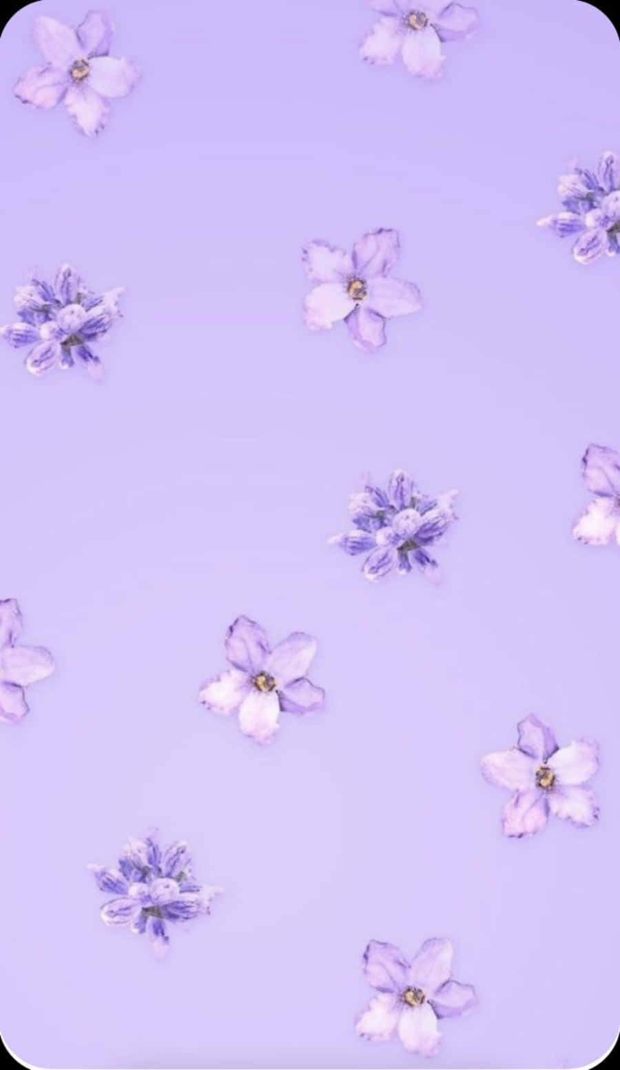 Cute Light Purple Wallpaper