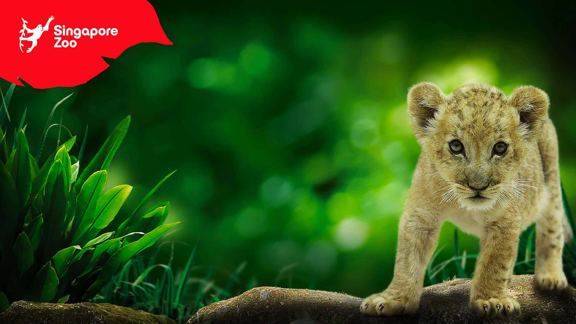 Cute Lion Cub In Singapore Zoo Wallpaper