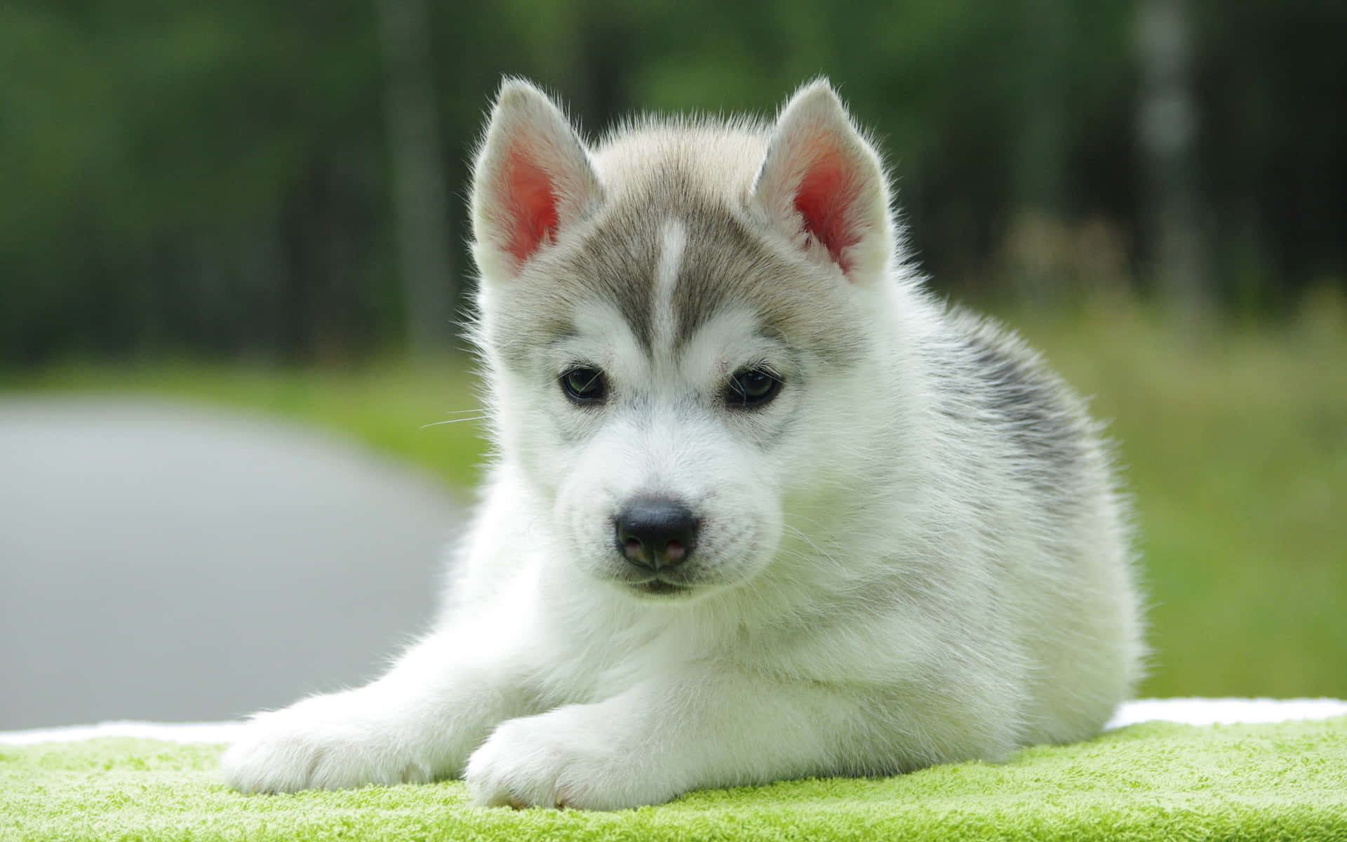 Kleine Puppy's Genieten Van Wat Speeltijd Achtergrond