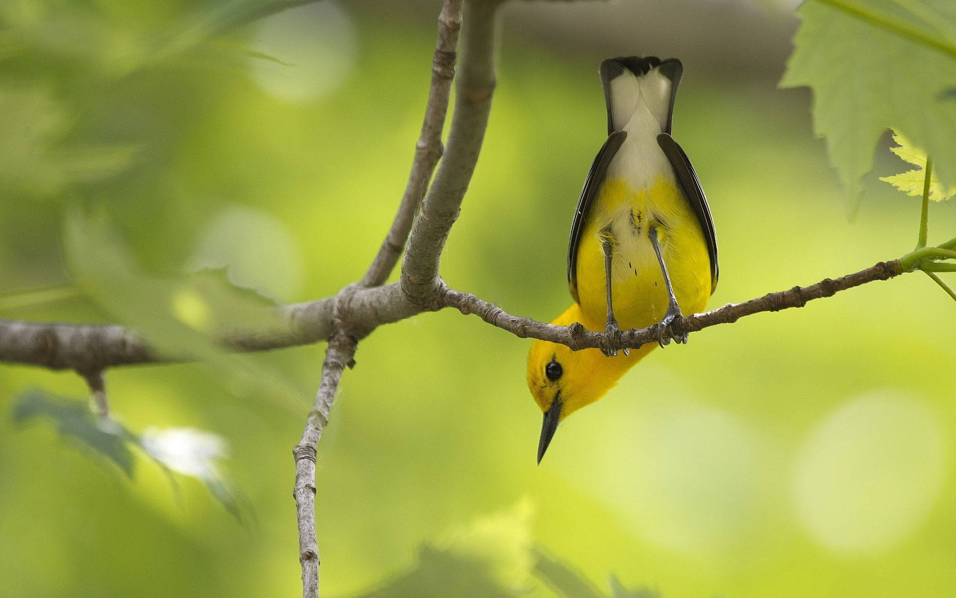 Fofopequeno Pássaro Amarelo. Papel de Parede