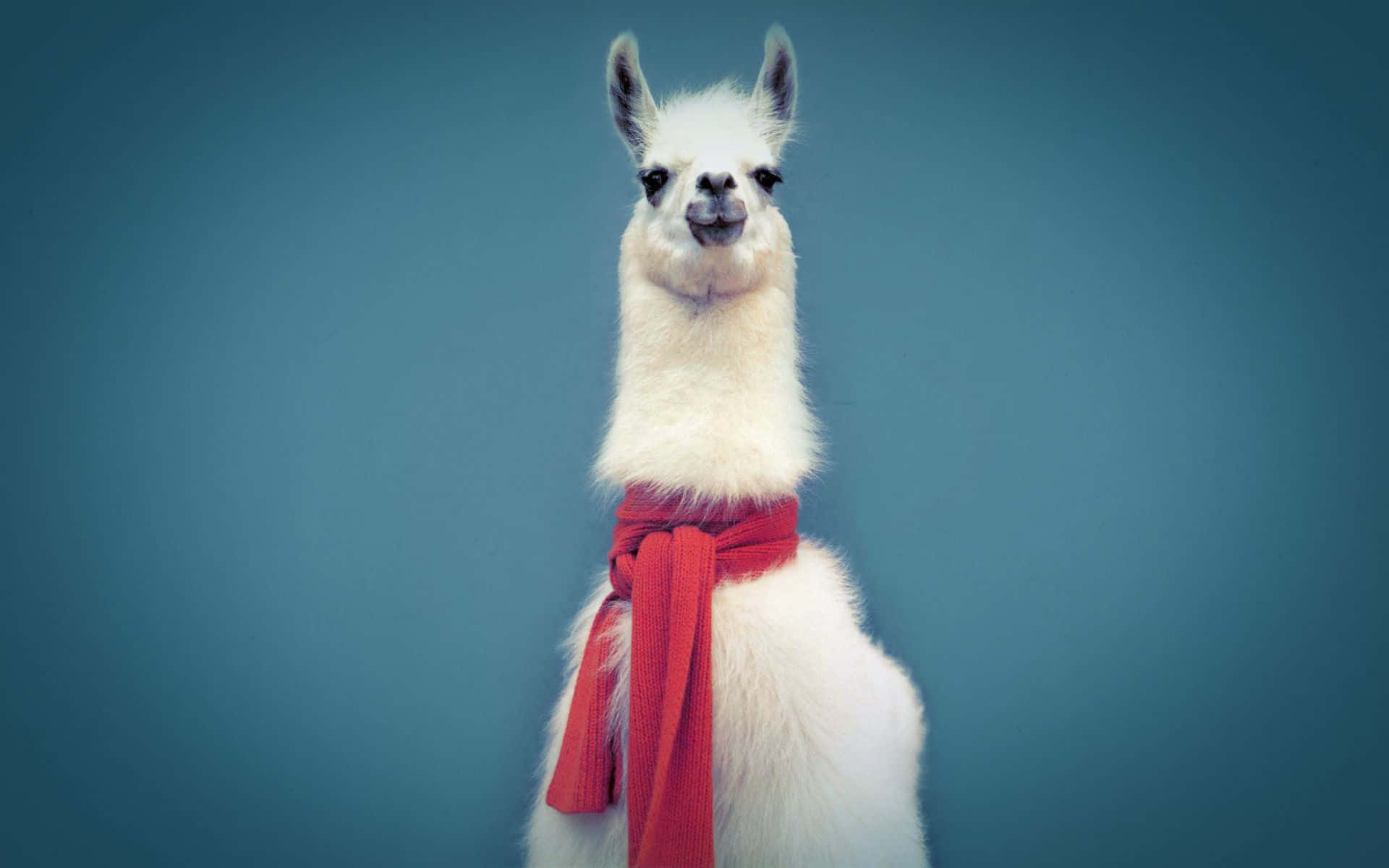 Cute Llama With Red Scarf Wallpaper