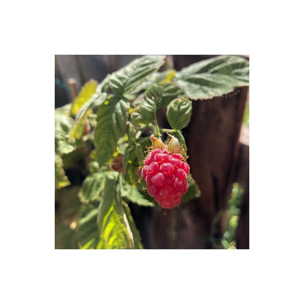 Carinologanberry Sfondo