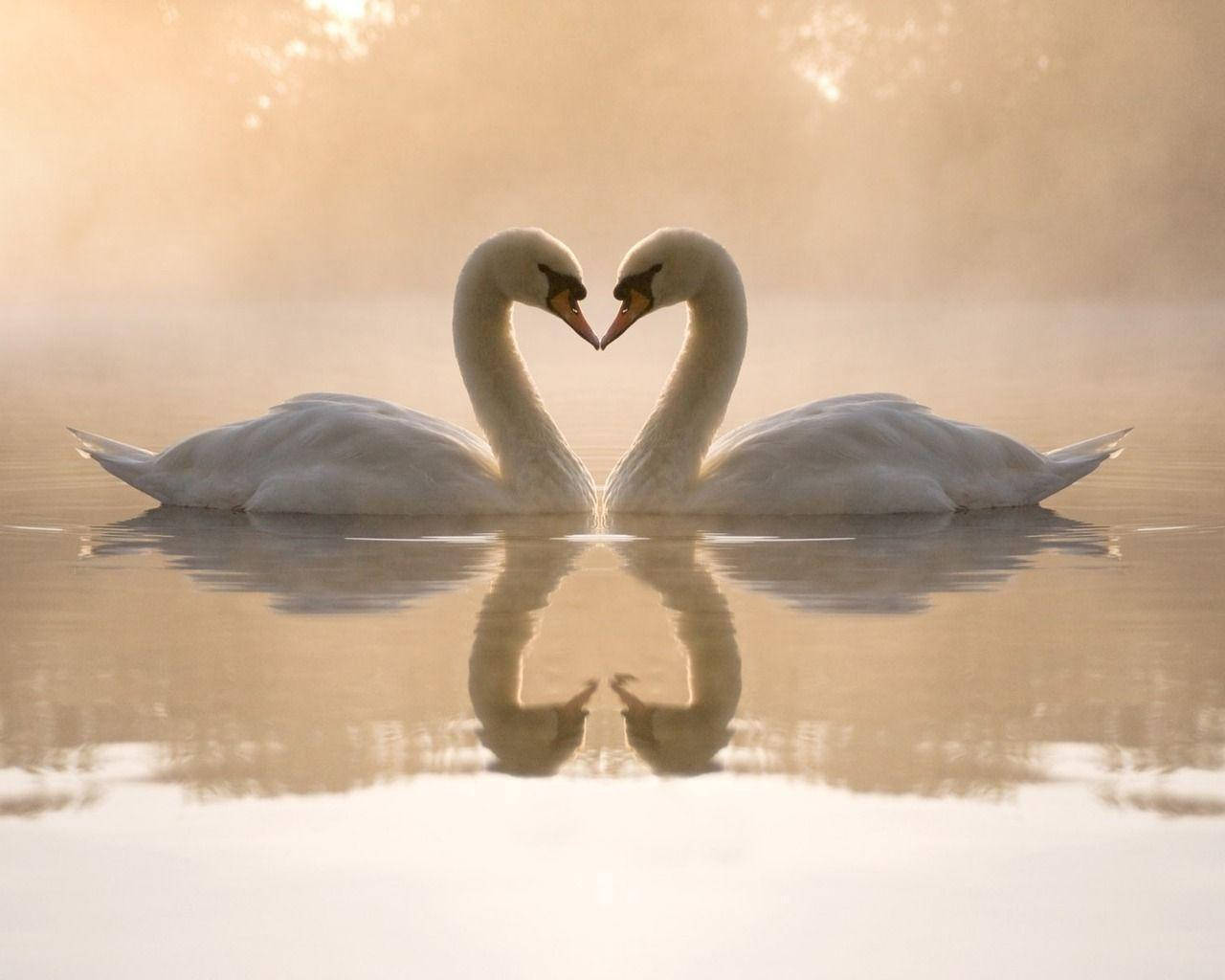 Cute Love Geese On Lake Wallpaper