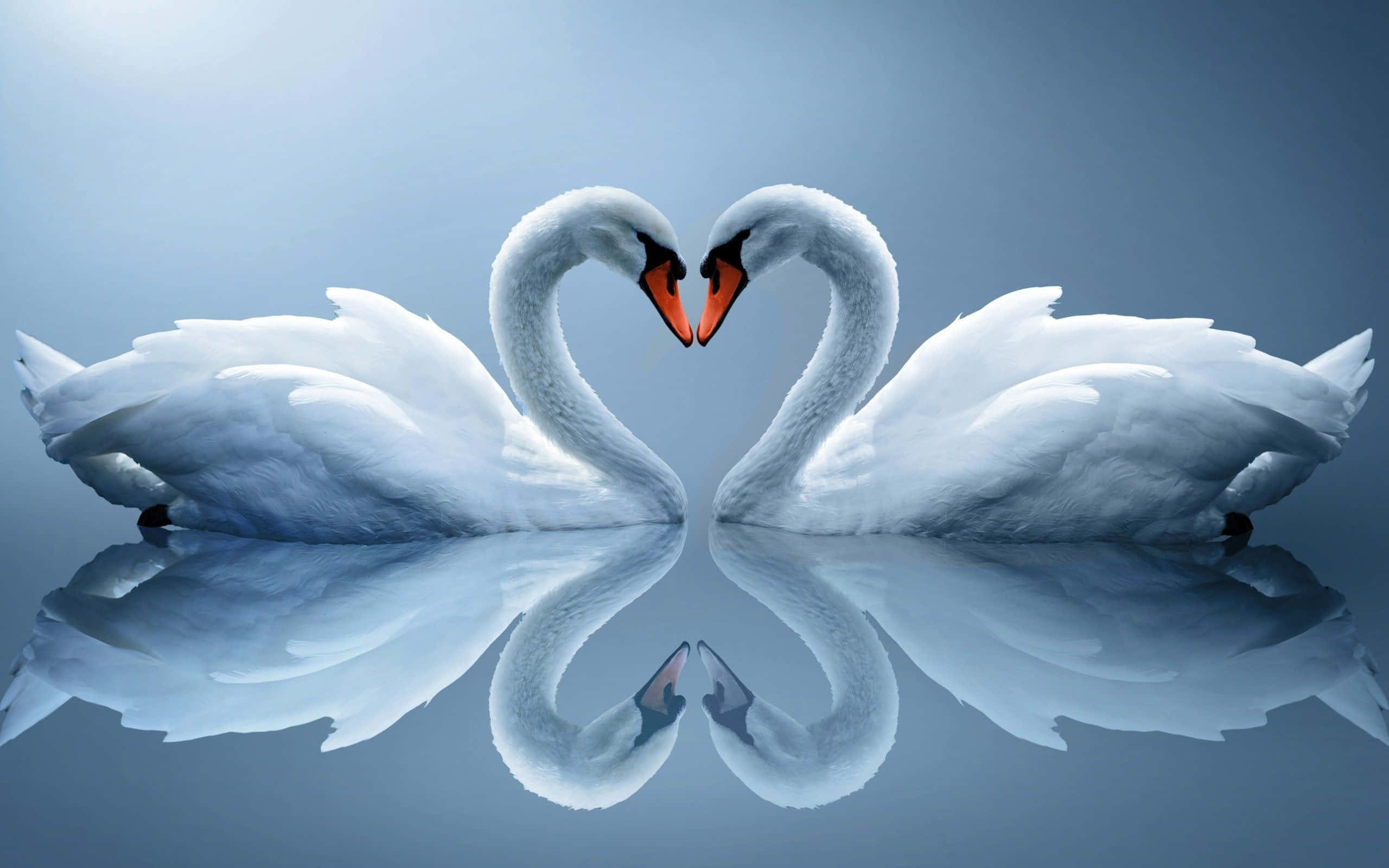 two swans making a heart shape in the water