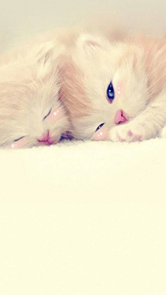 Cute Love Two Kittens Wallpaper