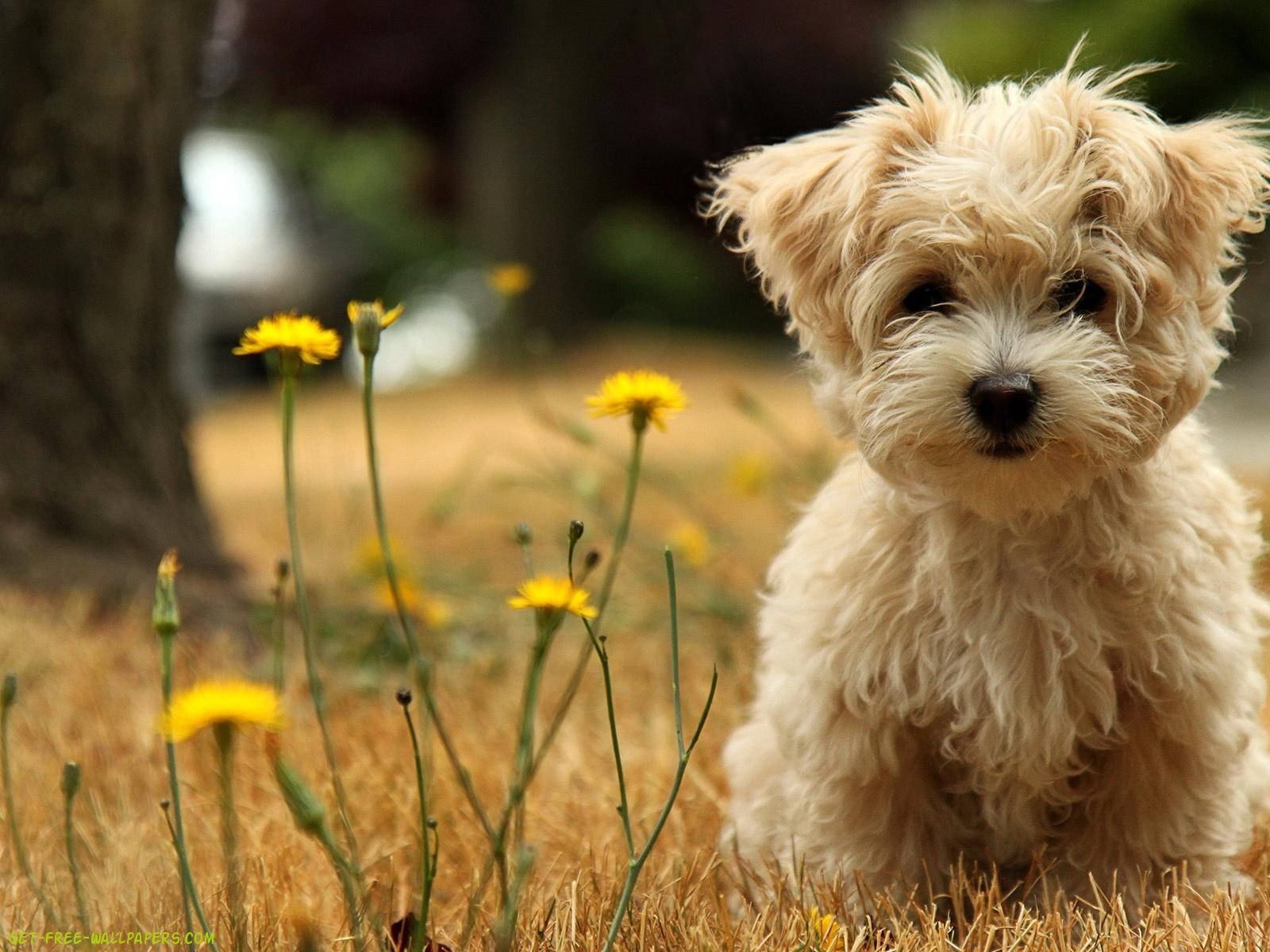Cute Maltese Puppy On Grass Wallpaper