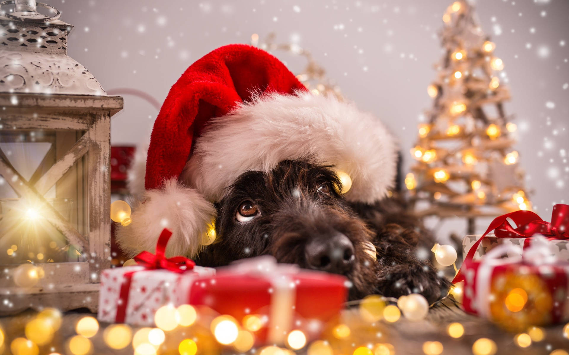 Cute Merry Christmas Fluffy Dog Wallpaper