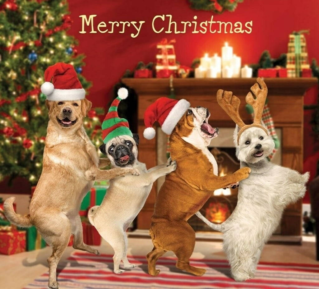 Cute Merry Christmas Funny Dogs Wallpaper