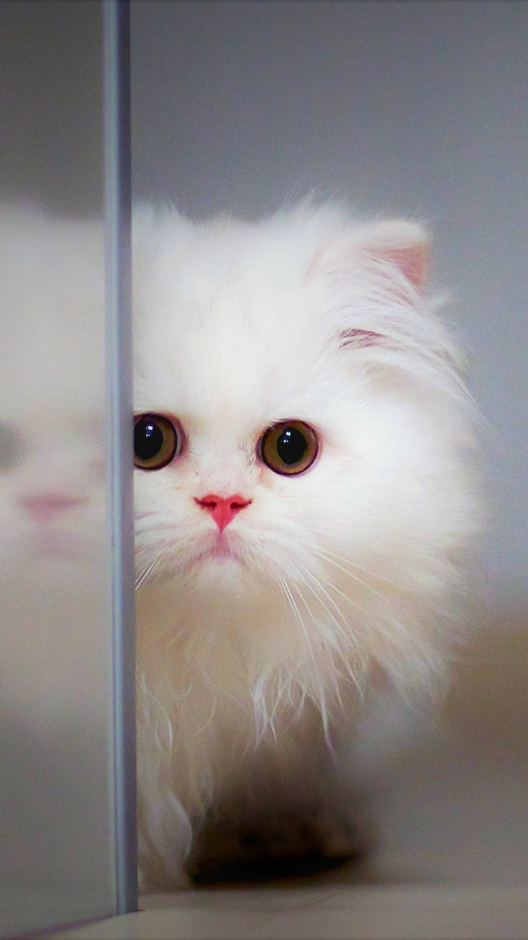 Cute Mobile White Kitten Wallpaper