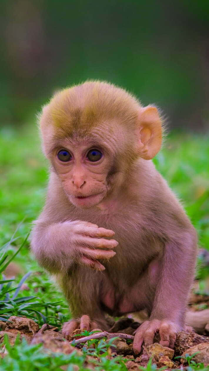 Goditiil Fascino Di Questa Adorabile Scimmietta Carina.