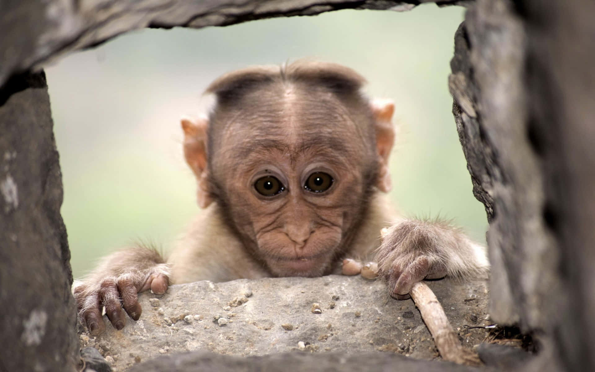 Adorable Cute Monkey Enjoying A Banana